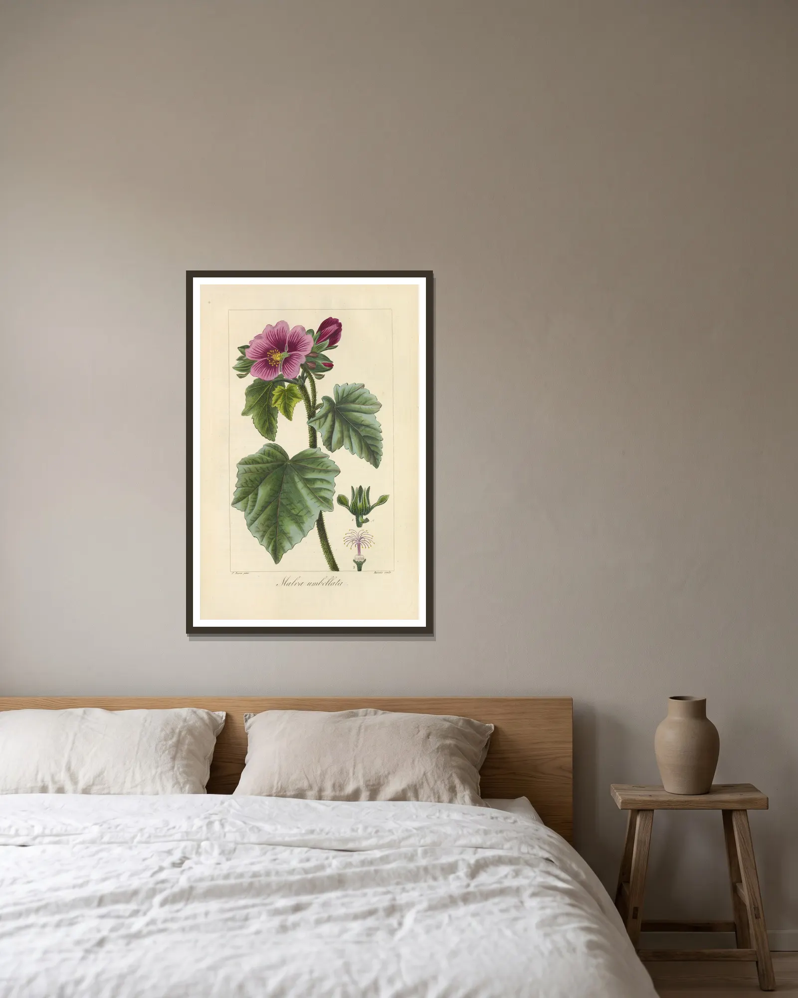 Malva umbellata av Jean Claude Michel Mordant de Launay inramad på en vägg