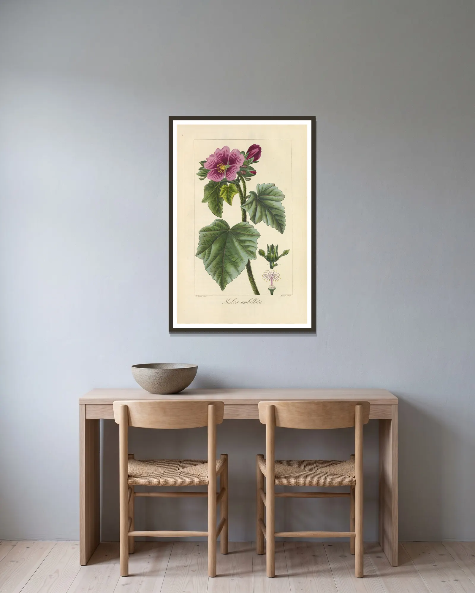 Malva umbellata av Jean Claude Michel Mordant de Launay inramad på en vägg