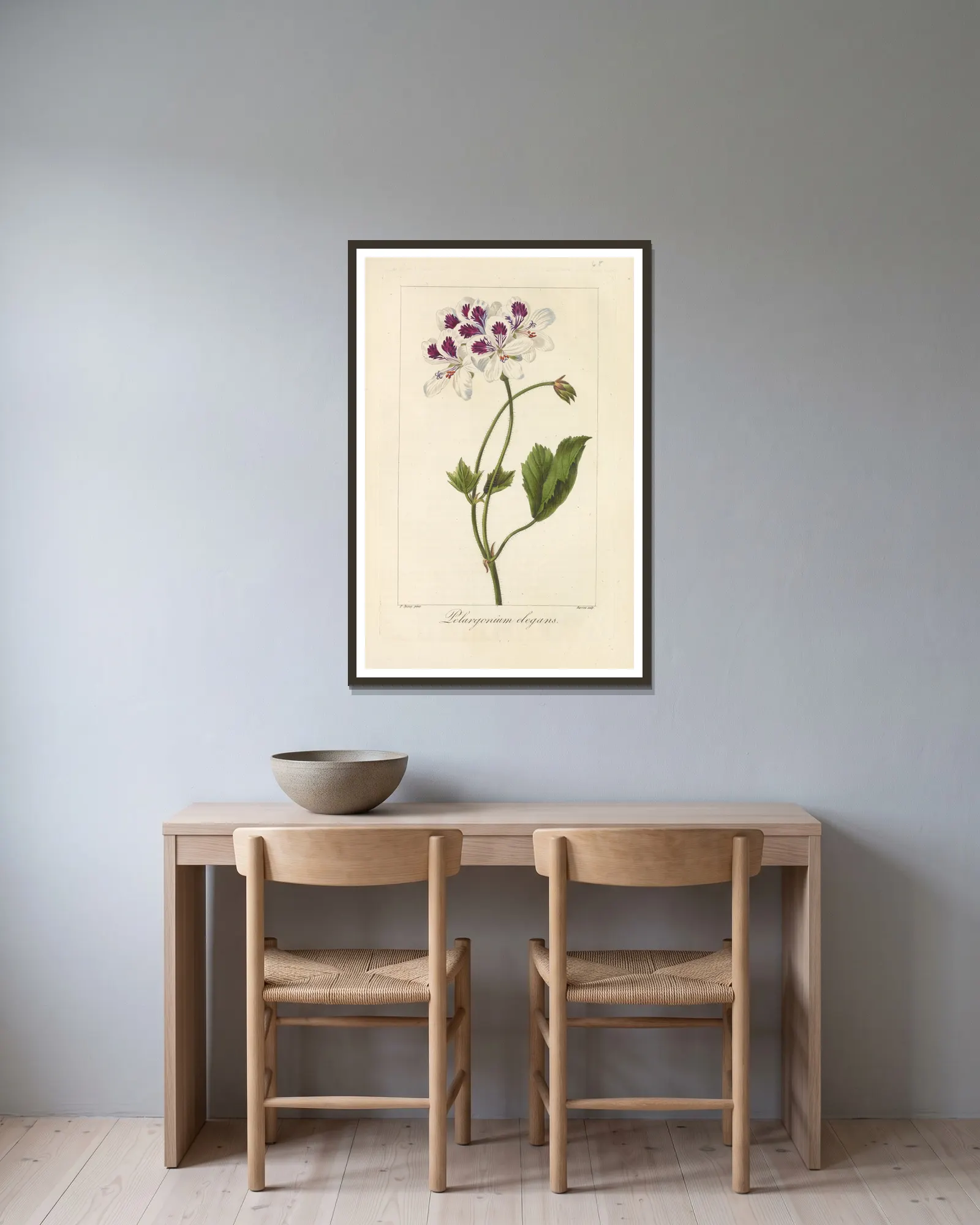 Pelargonium elegans av Jean Claude Michel Mordant de Launay inramad på en vägg
