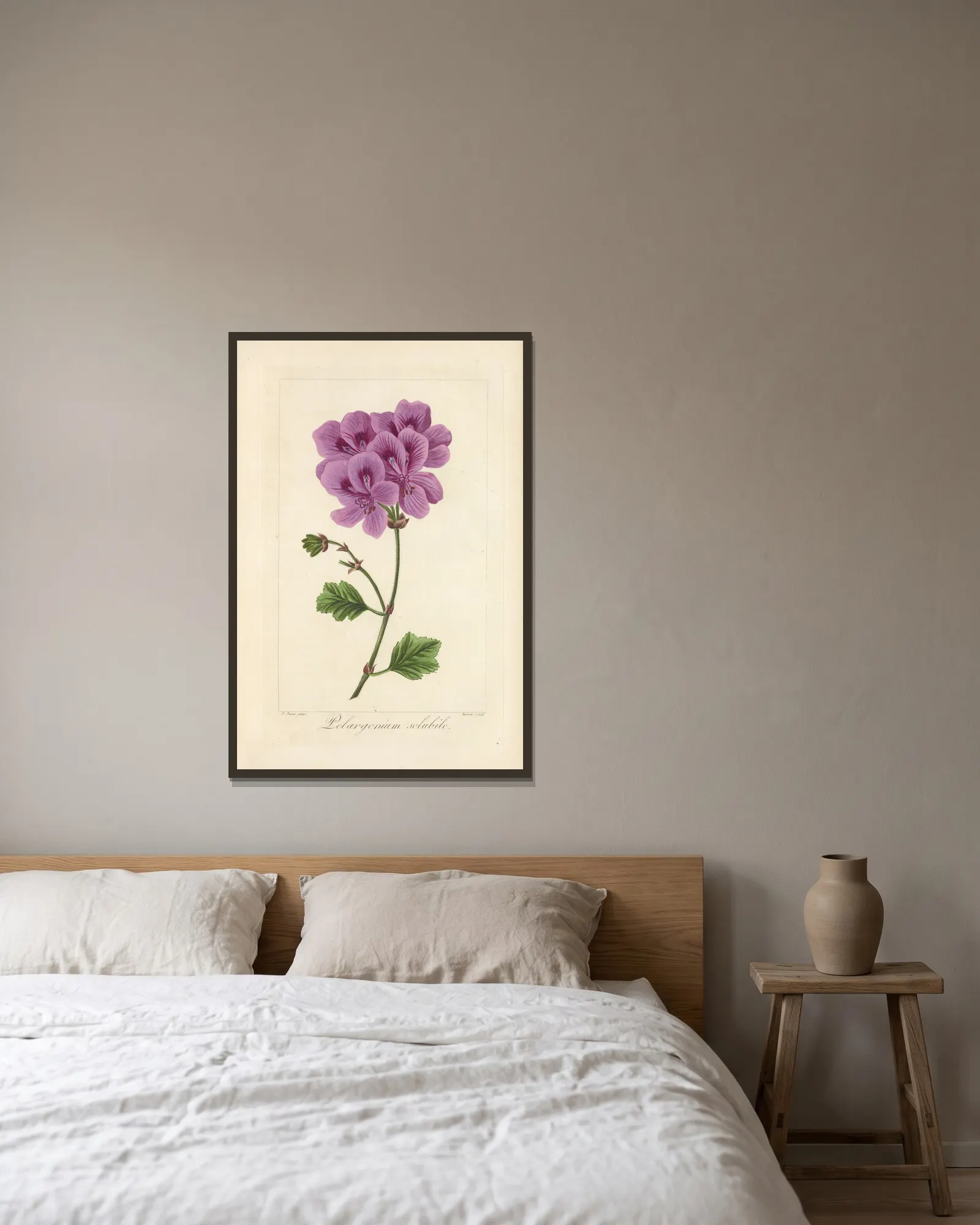 Pelargonium solubile av Jean Claude Michel Mordant de Launay inramad på en vägg