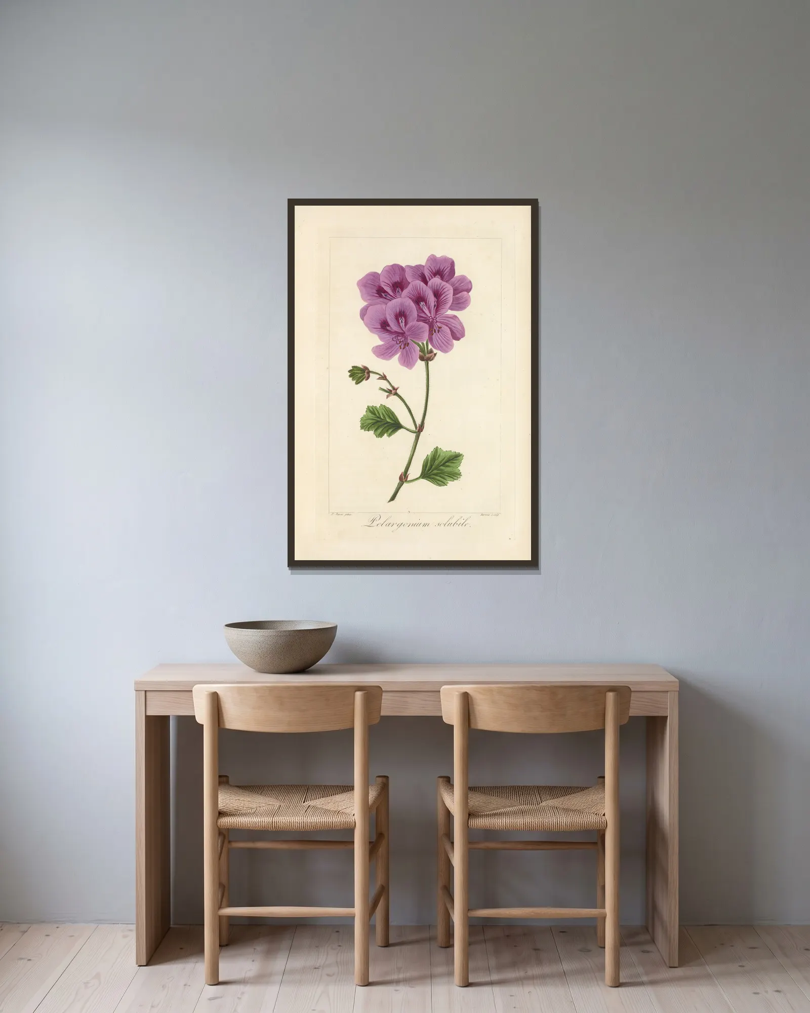 Pelargonium solubile av Jean Claude Michel Mordant de Launay inramad på en vägg