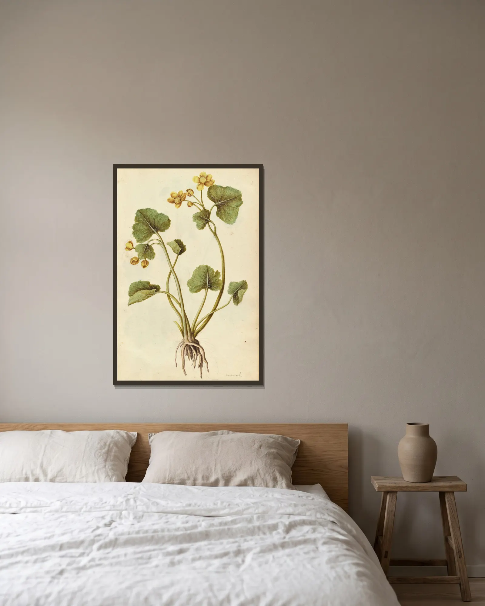 Caltha palustris. Kingcup av Jacques Le Moyne de Morgues inramad på en vägg
