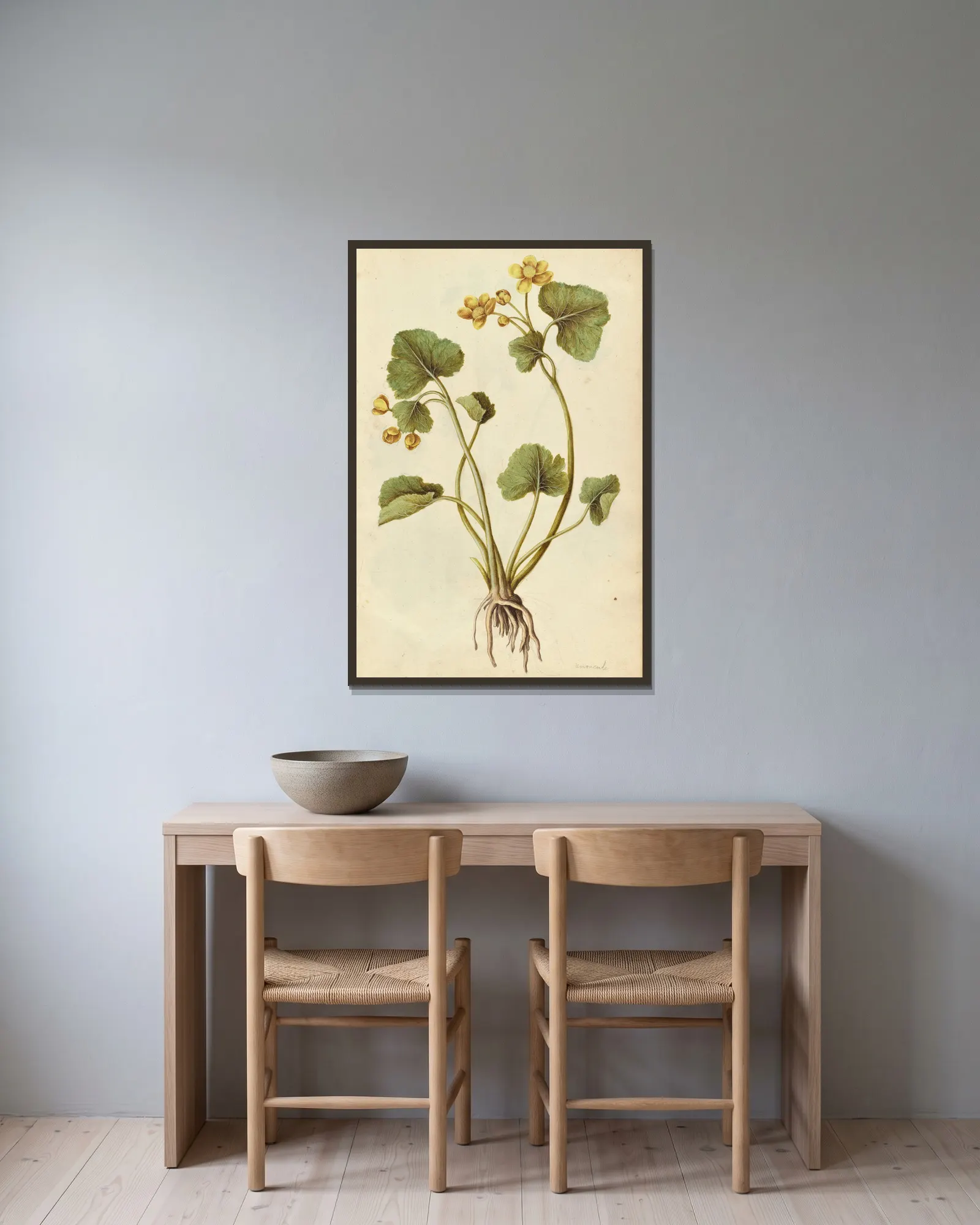 Caltha palustris. Kingcup av Jacques Le Moyne de Morgues inramad på en vägg
