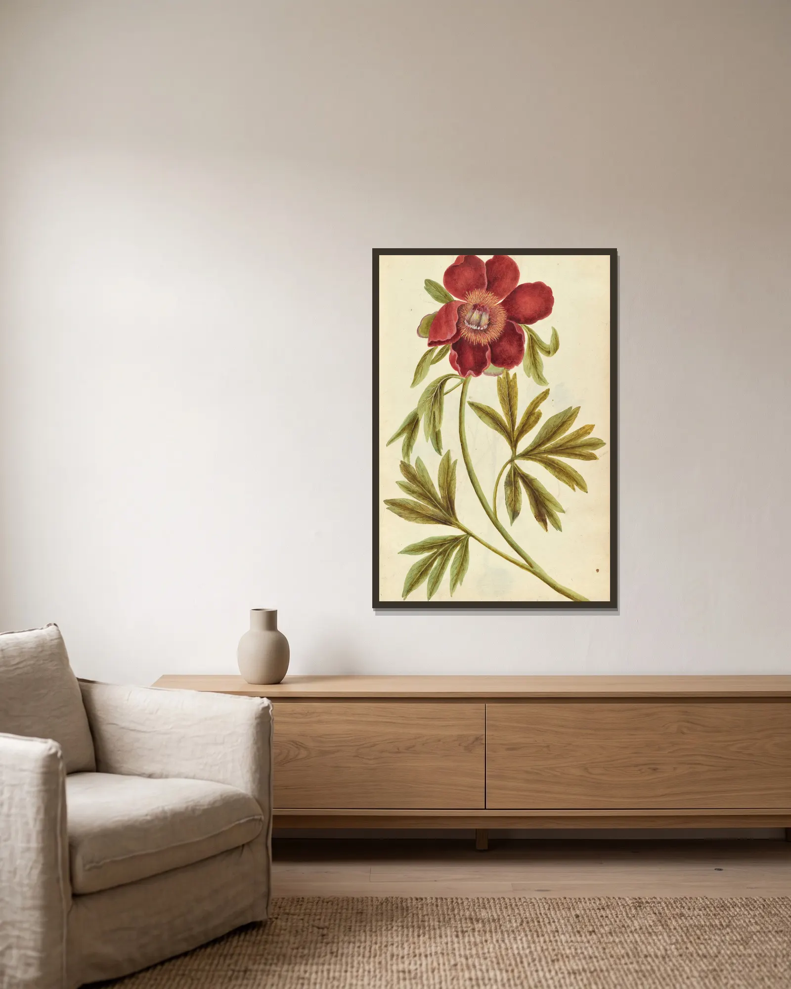 Paeonia mascula. Peony av Jacques Le Moyne de Morgues inramad på en vägg