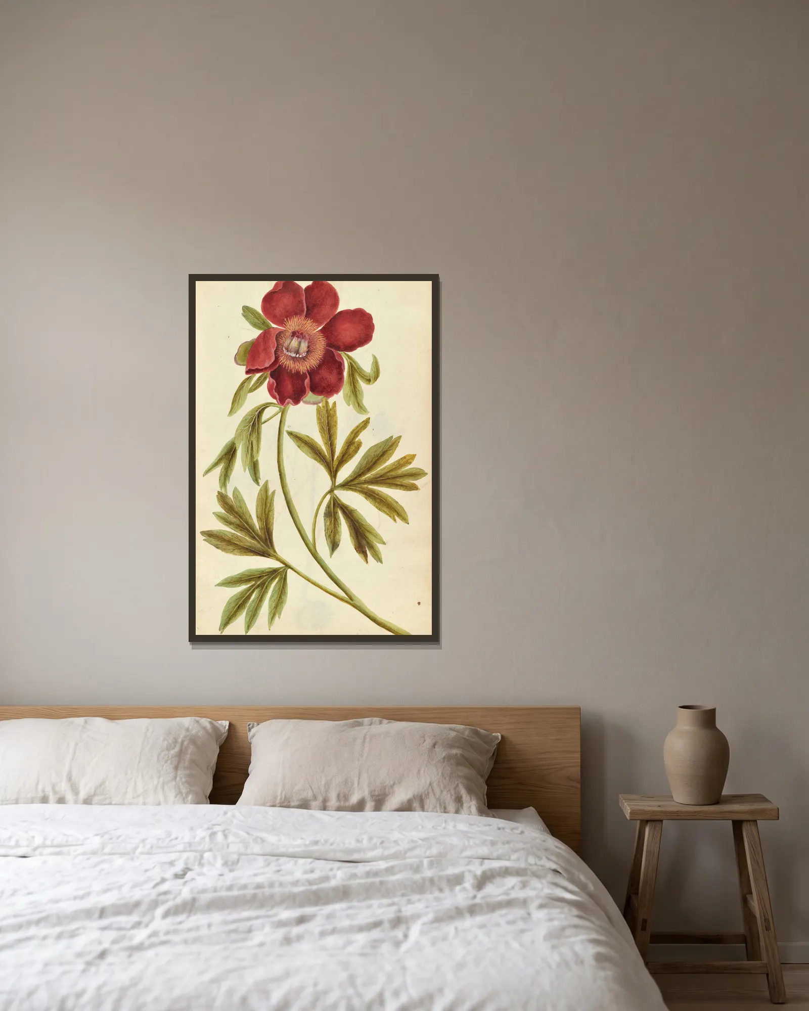 Paeonia mascula. Peony av Jacques Le Moyne de Morgues inramad på en vägg