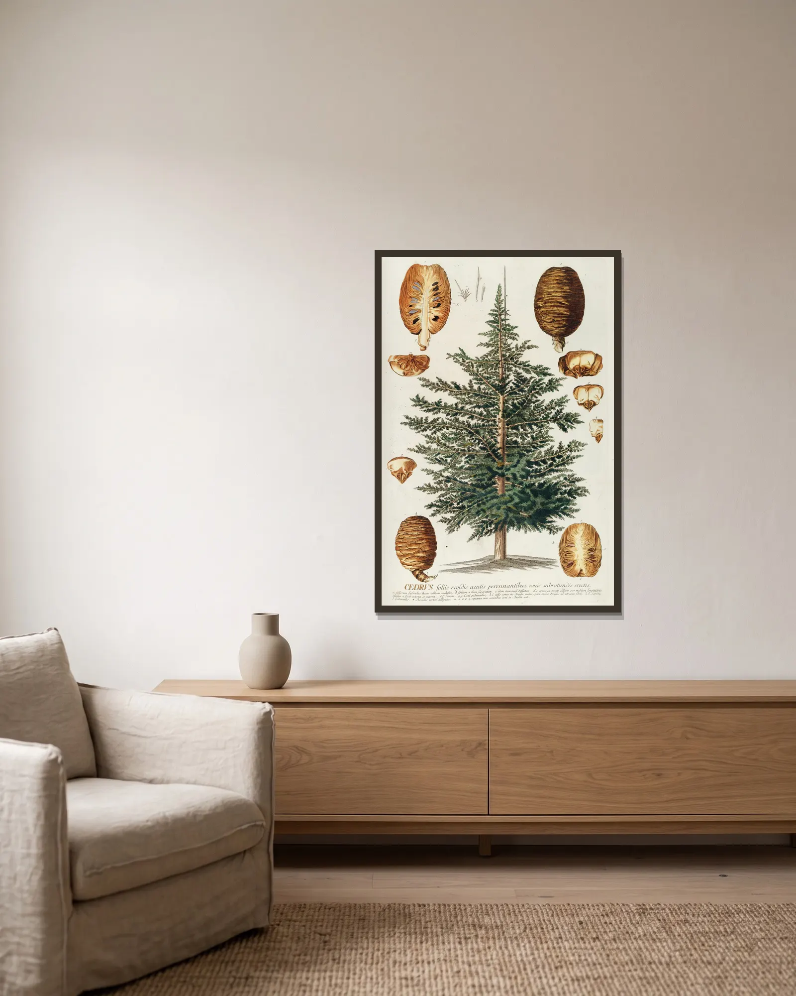 Cedrus III av Georg Dionysius Ehret inramad på en vägg