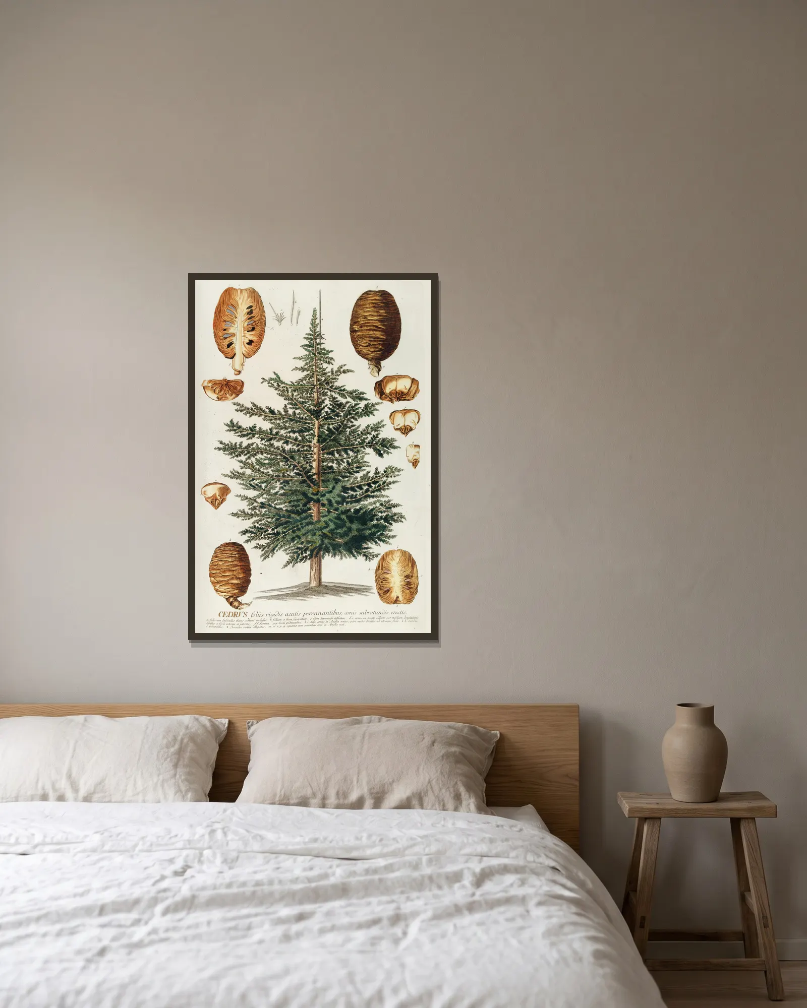 Cedrus III av Georg Dionysius Ehret inramad på en vägg