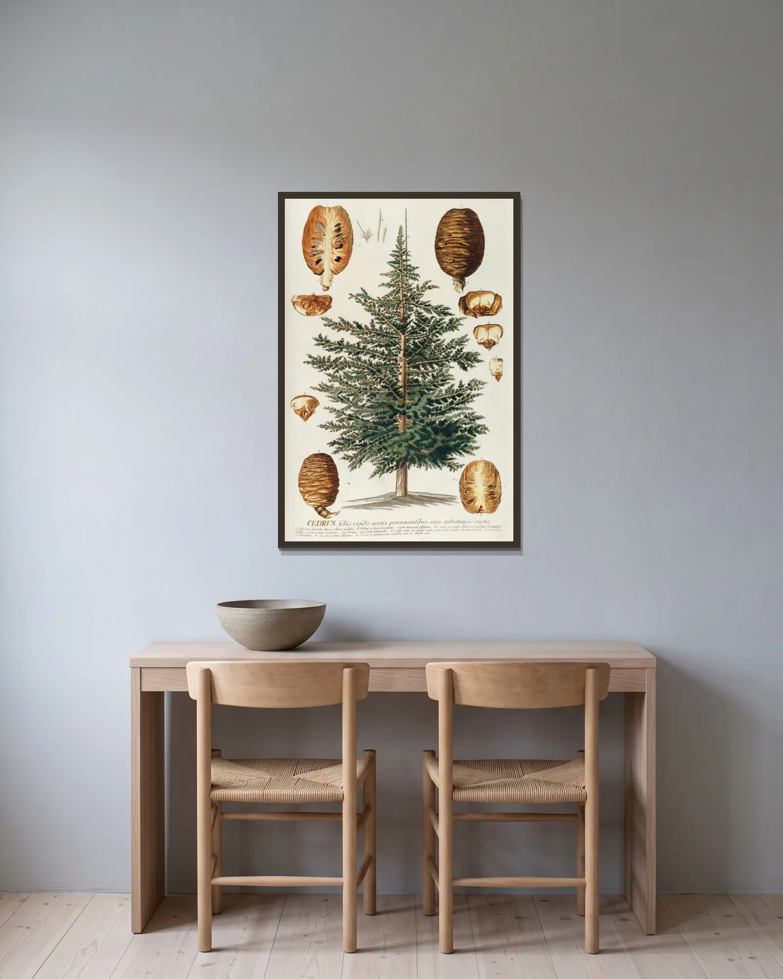 Cedrus III av Georg Dionysius Ehret inramad på en vägg