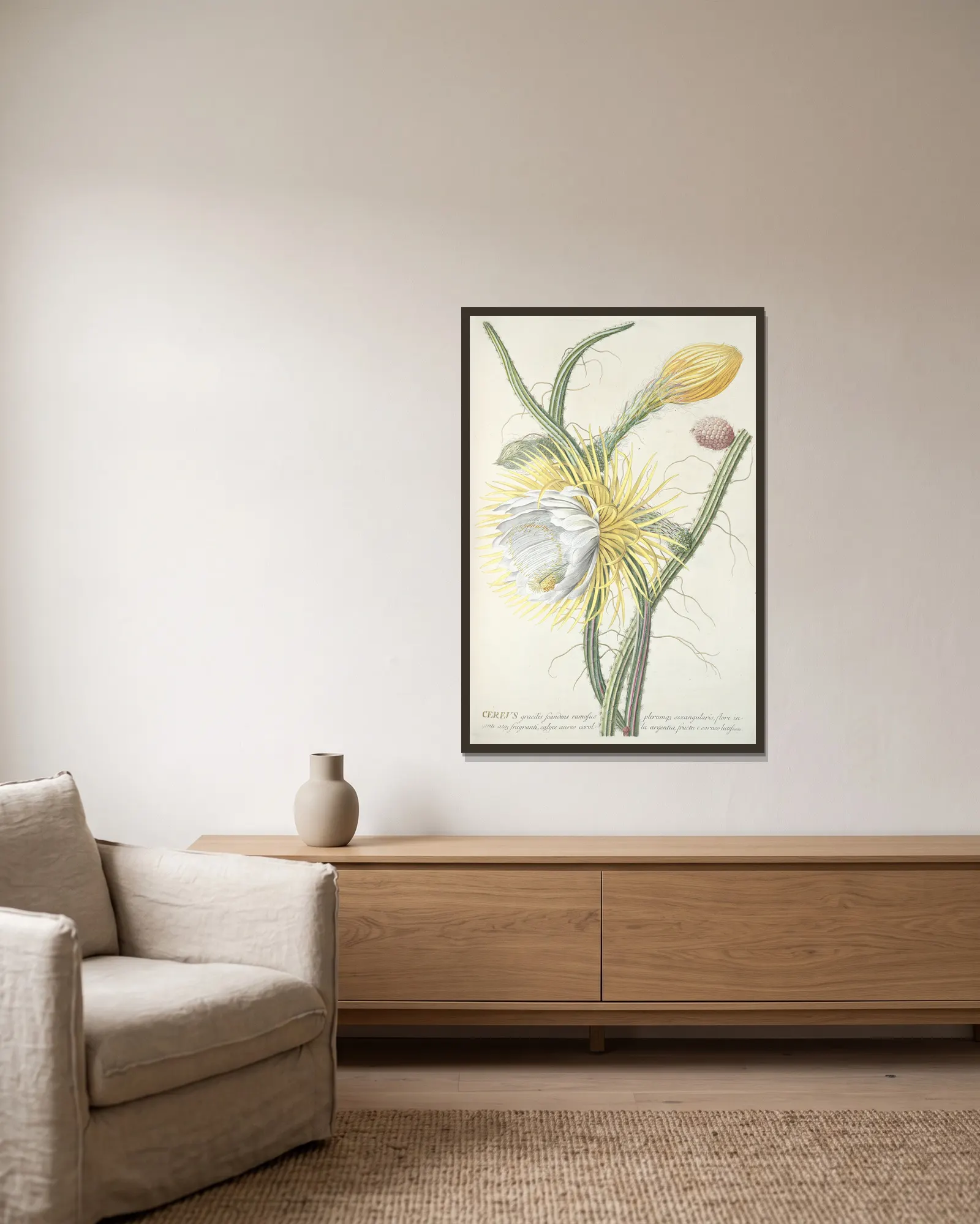 Cereus III av Georg Dionysius Ehret inramad på en vägg