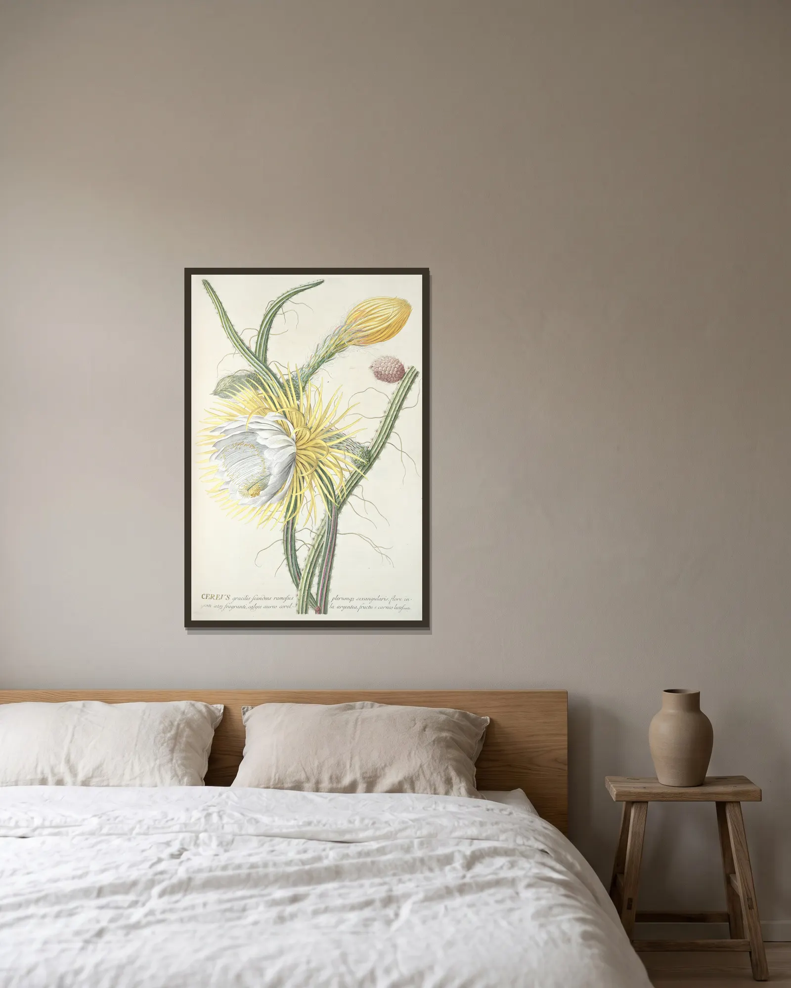 Cereus III av Georg Dionysius Ehret inramad på en vägg