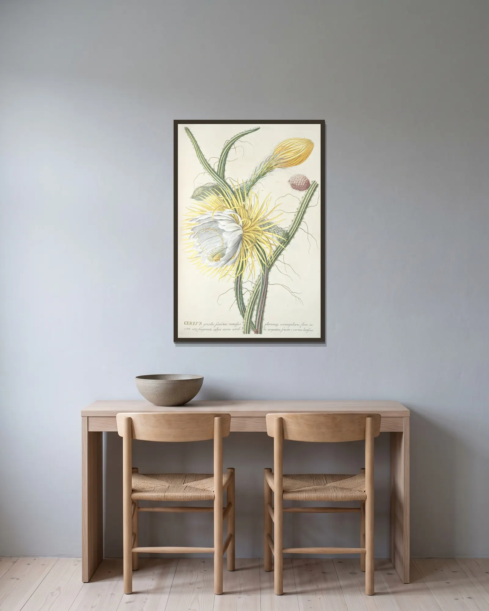 Cereus III av Georg Dionysius Ehret inramad på en vägg
