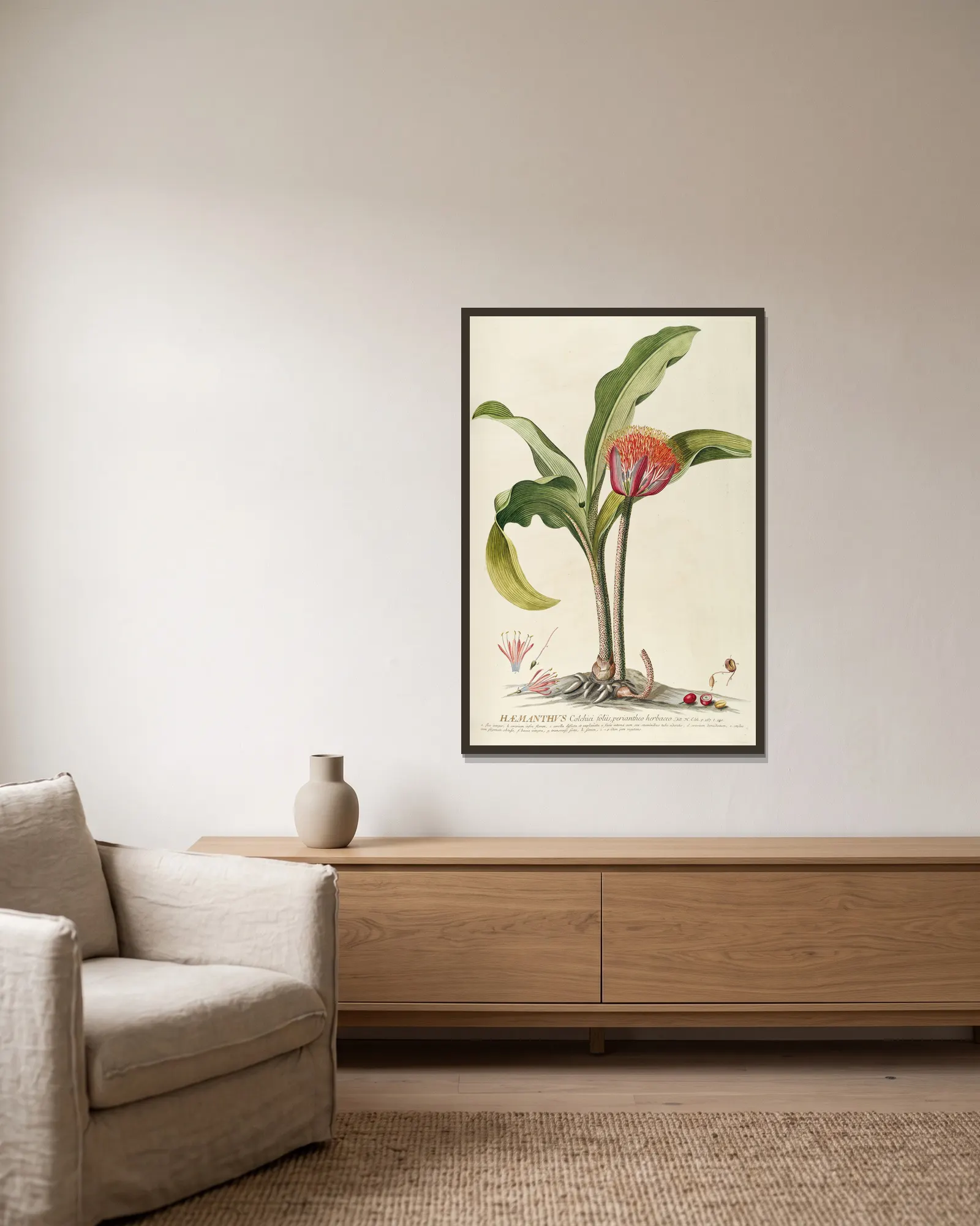 Haemanthus av Georg Dionysius Ehret inramad på en vägg