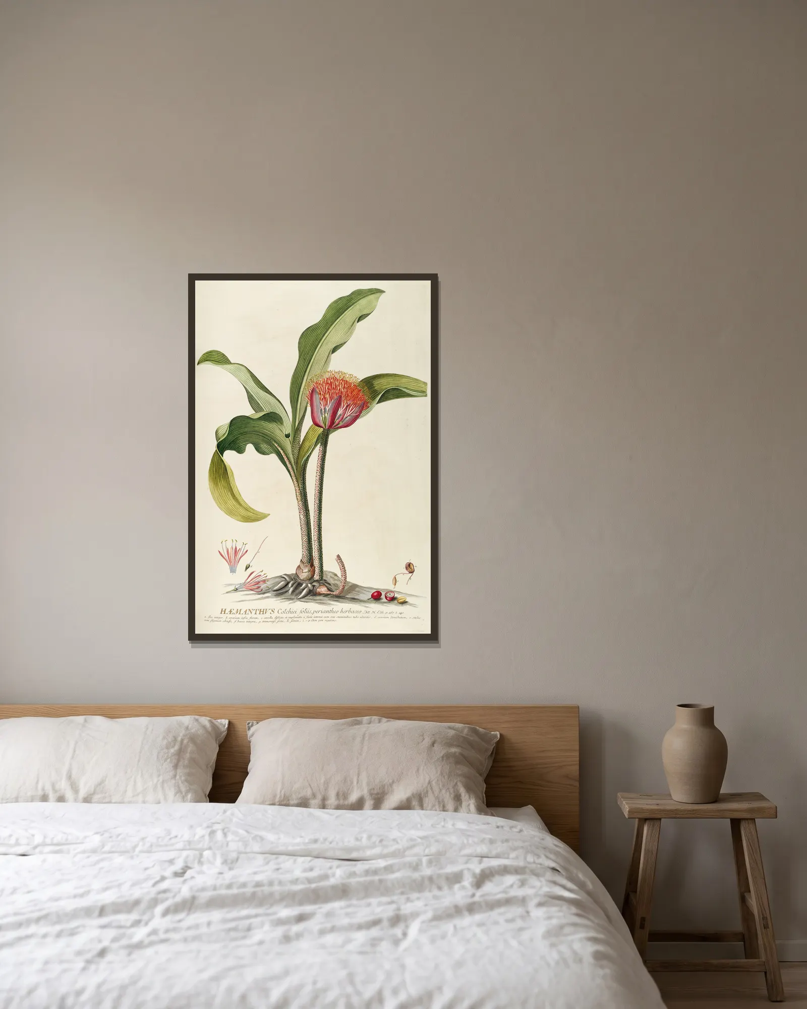 Haemanthus av Georg Dionysius Ehret inramad på en vägg