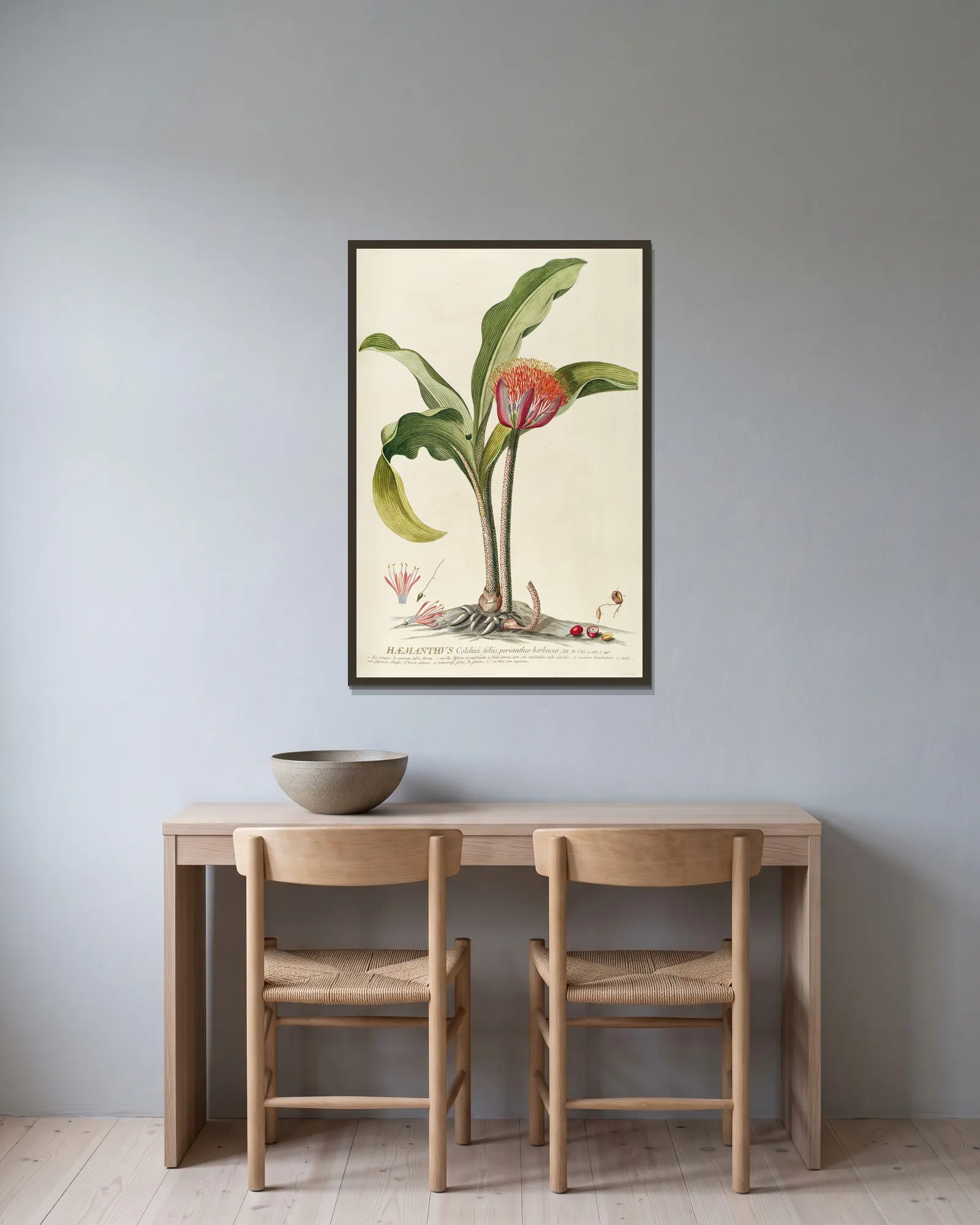 Haemanthus av Georg Dionysius Ehret inramad på en vägg