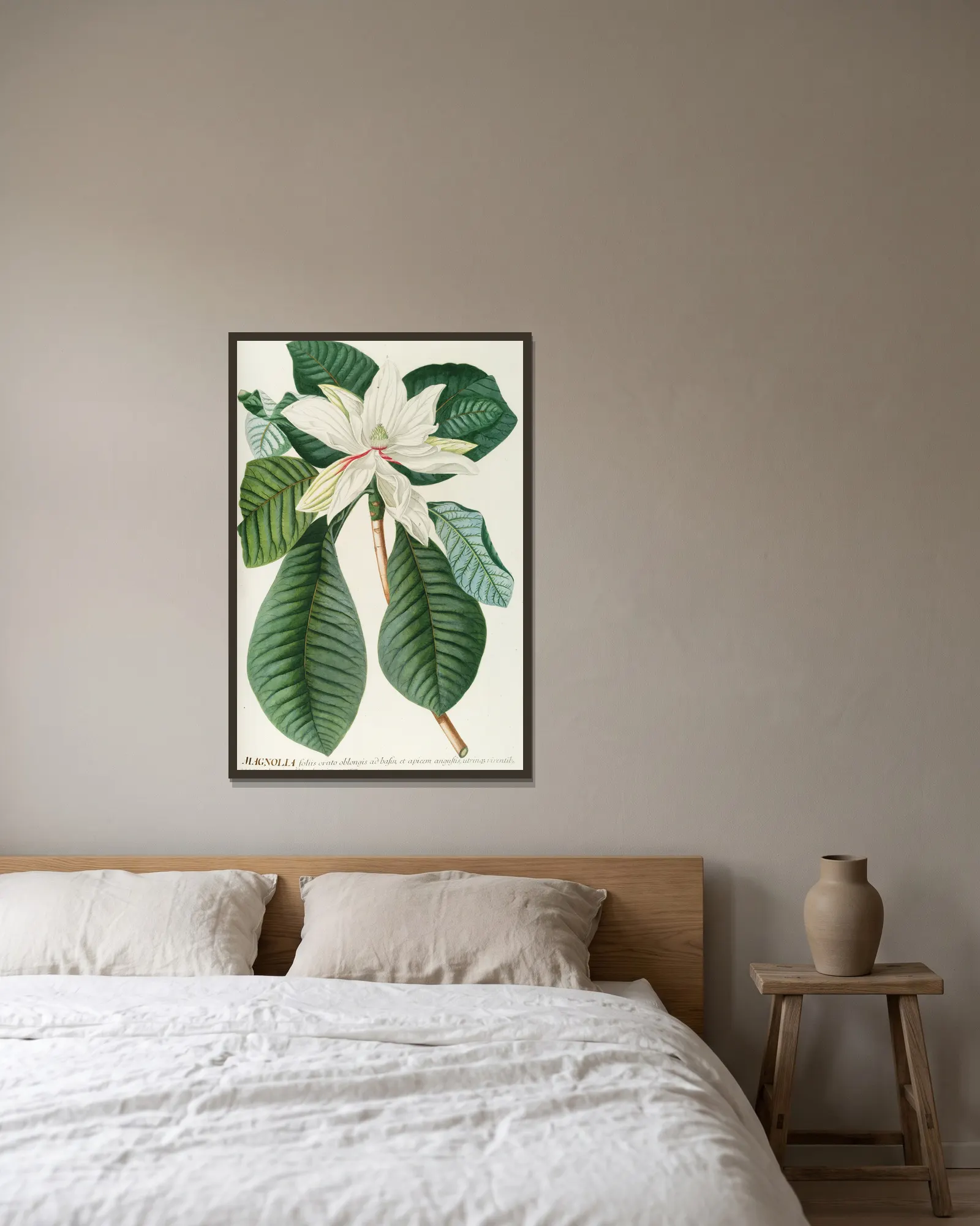 Magnolia III av Georg Dionysius Ehret inramad på en vägg
