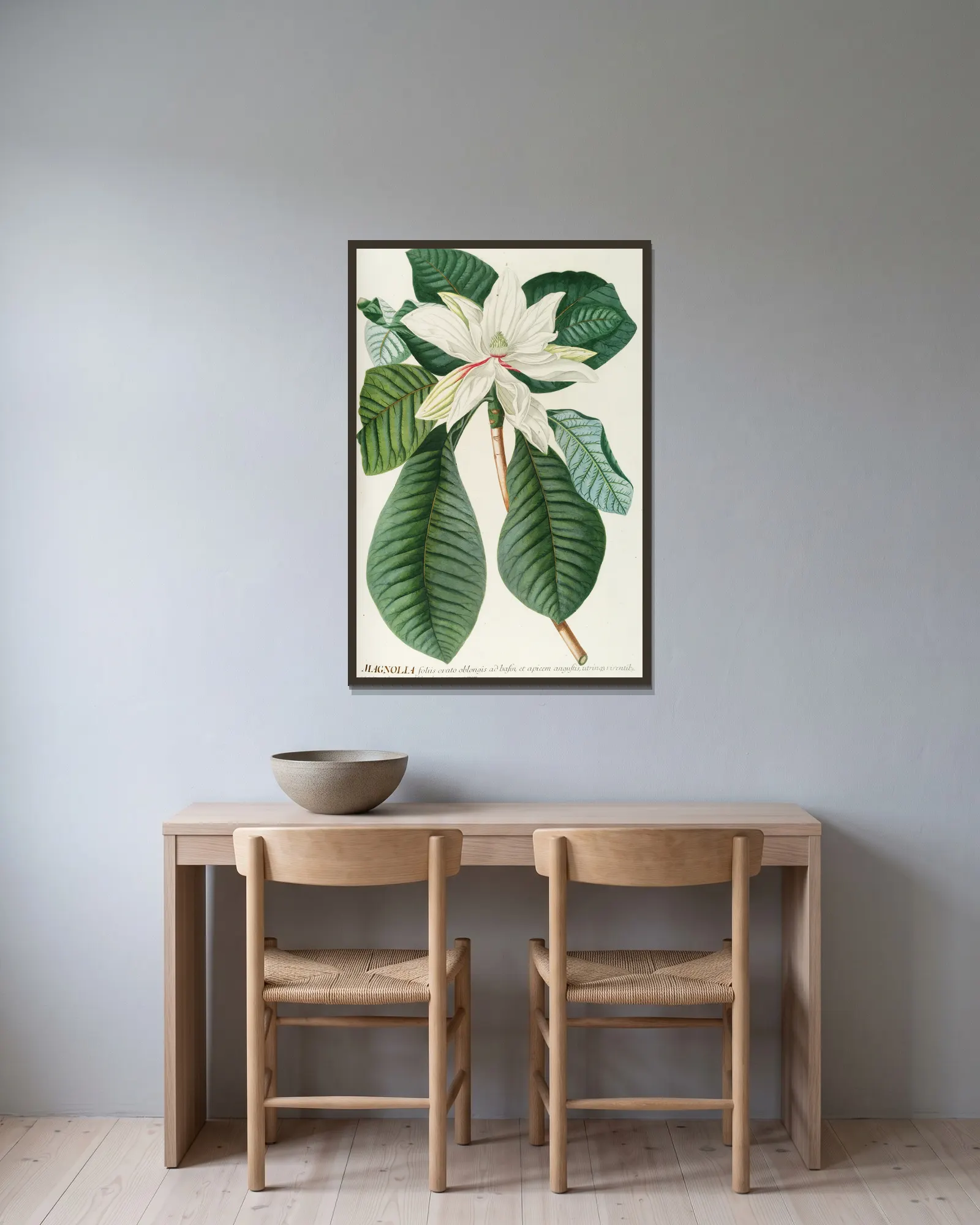 Magnolia III av Georg Dionysius Ehret inramad på en vägg