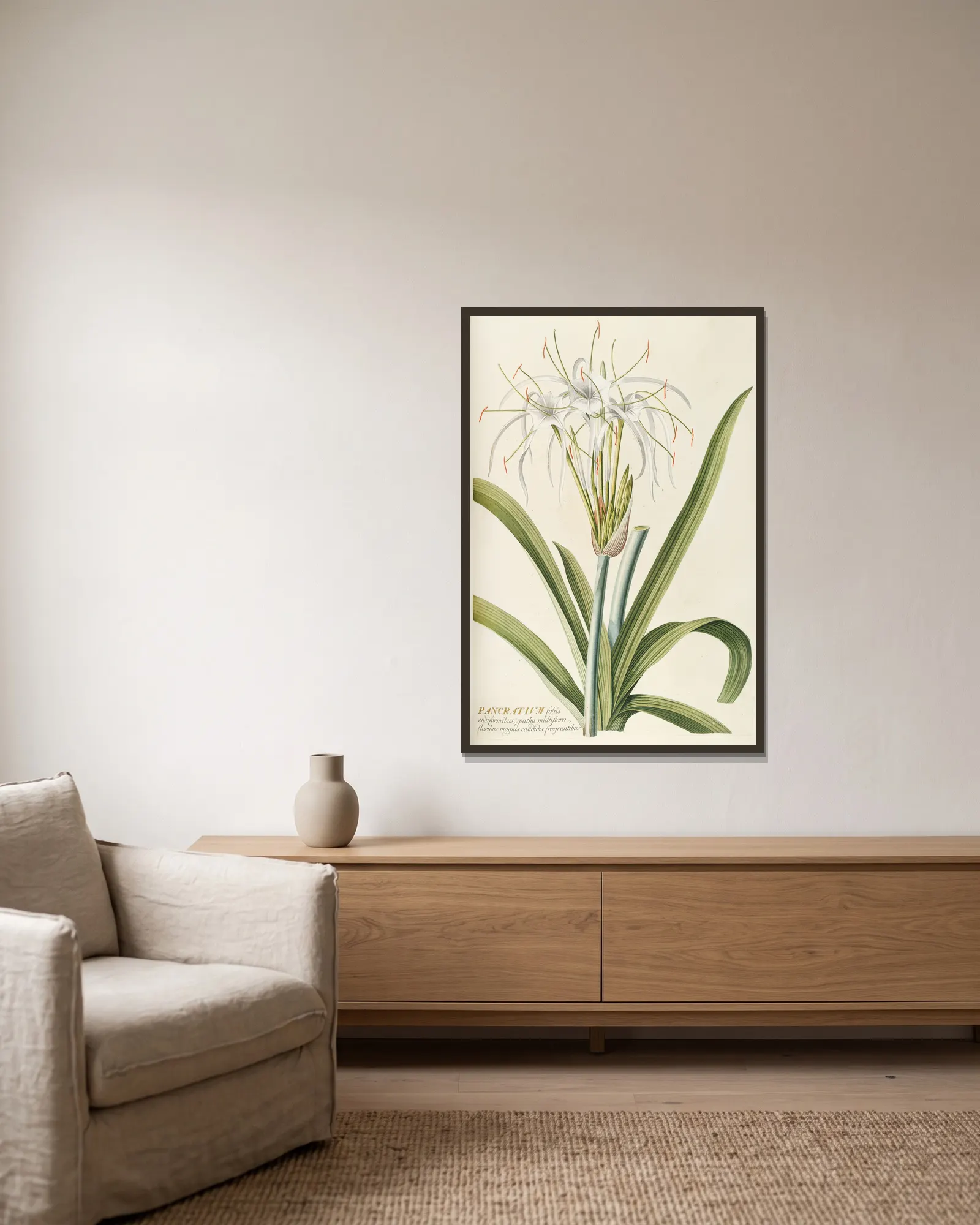 Pancratium av Georg Dionysius Ehret inramad på en vägg