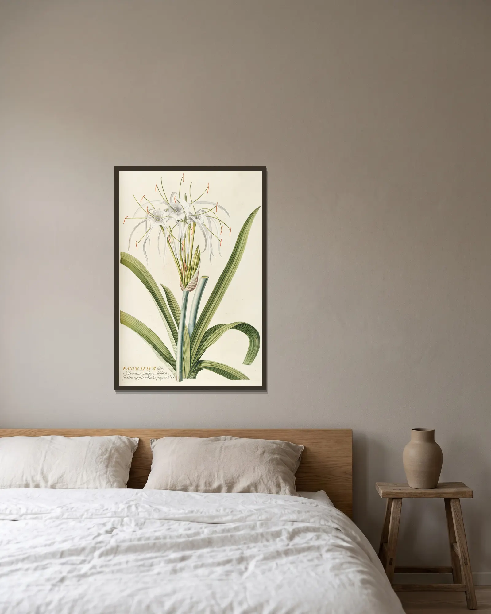 Pancratium av Georg Dionysius Ehret inramad på en vägg