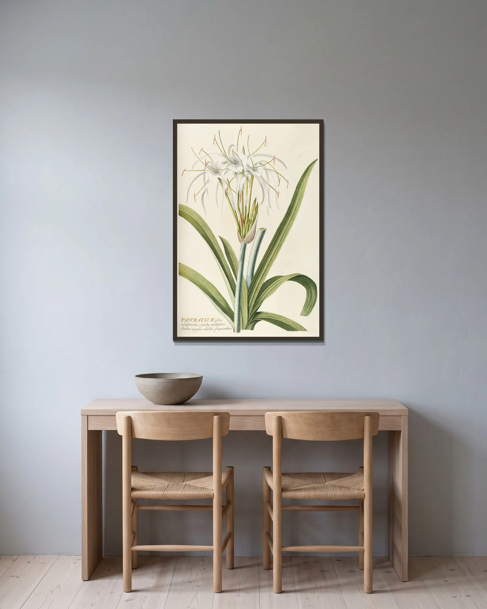 Pancratium av Georg Dionysius Ehret inramad på en vägg