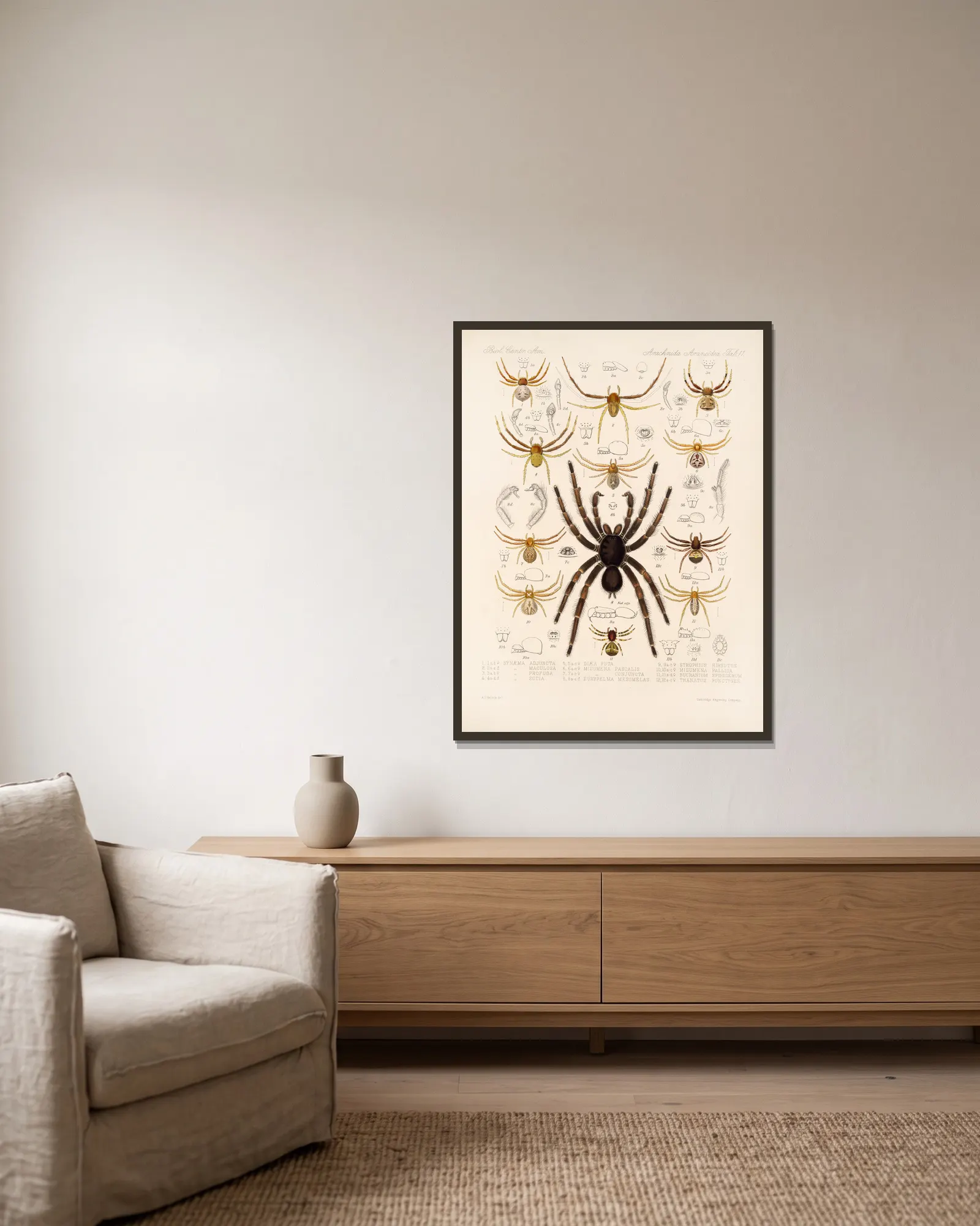 Arachnida Araneidea Pl 11 av Frederick DuCane Godman inramad på en vägg
