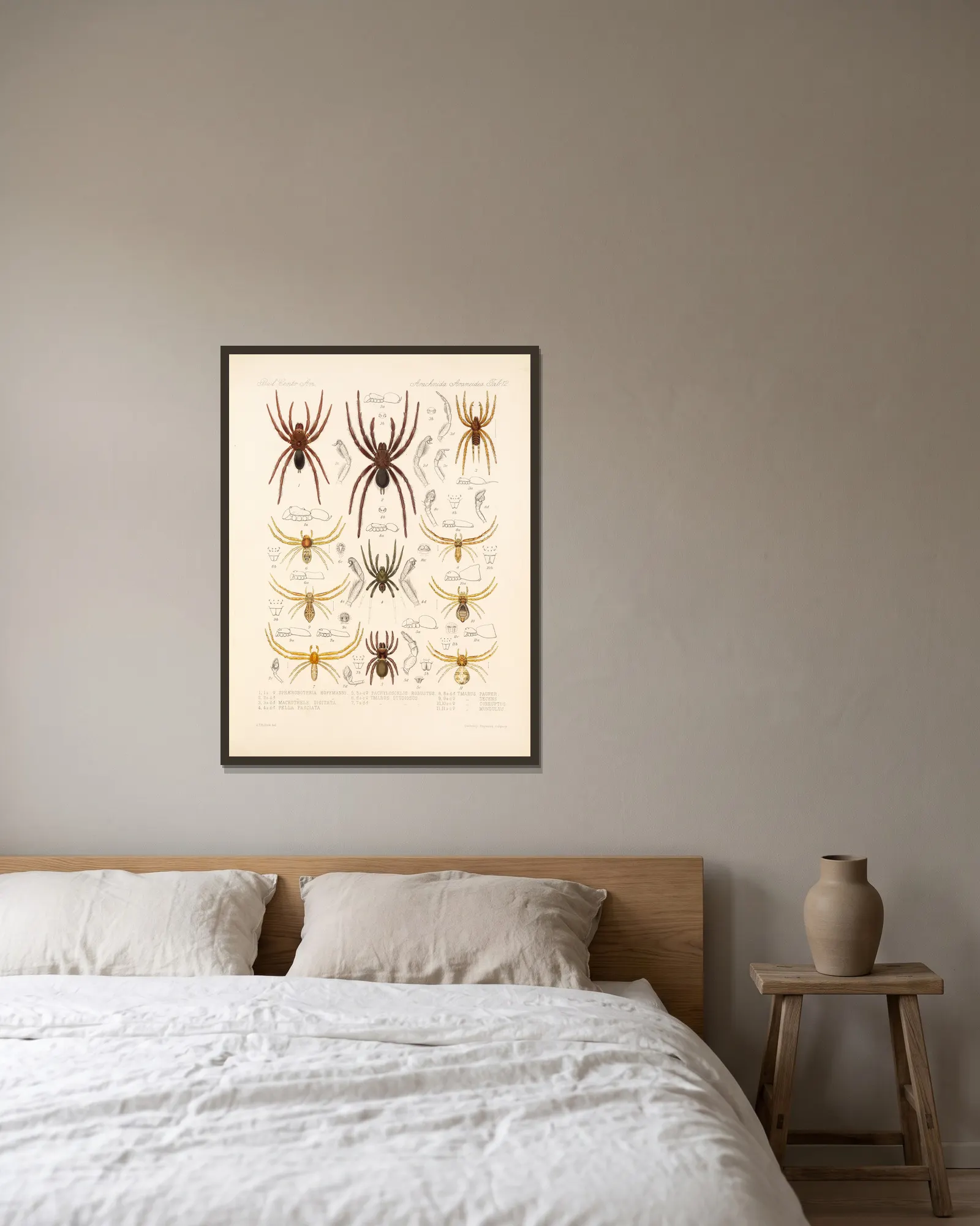 Arachnida Araneidea Pl 12 av Frederick DuCane Godman inramad på en vägg