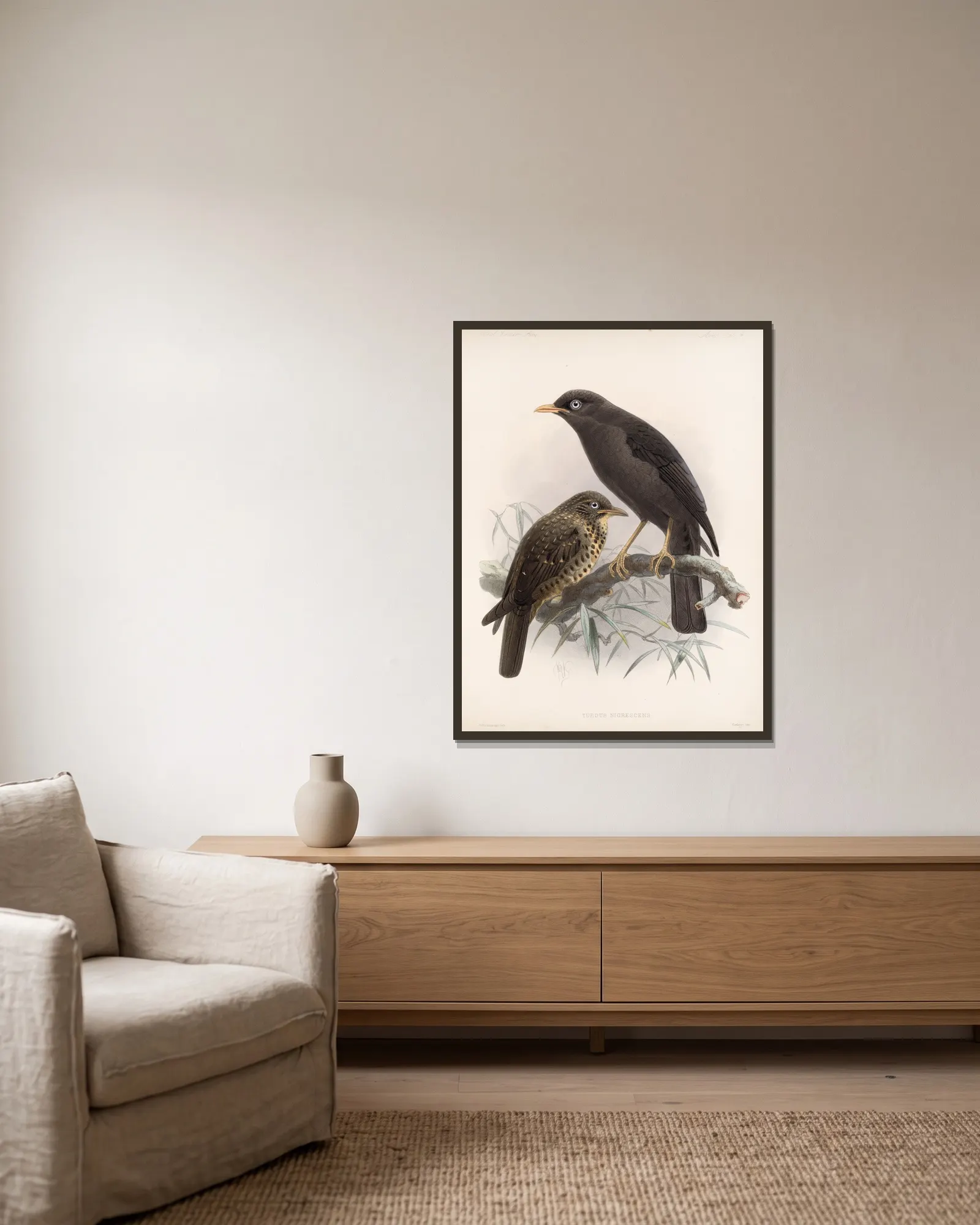 Aves Pl 04 av Frederick DuCane Godman inramad på en vägg