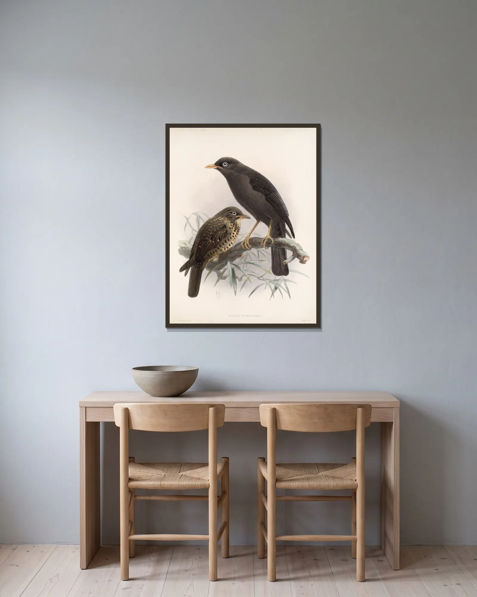 Aves Pl 04 av Frederick DuCane Godman inramad på en vägg