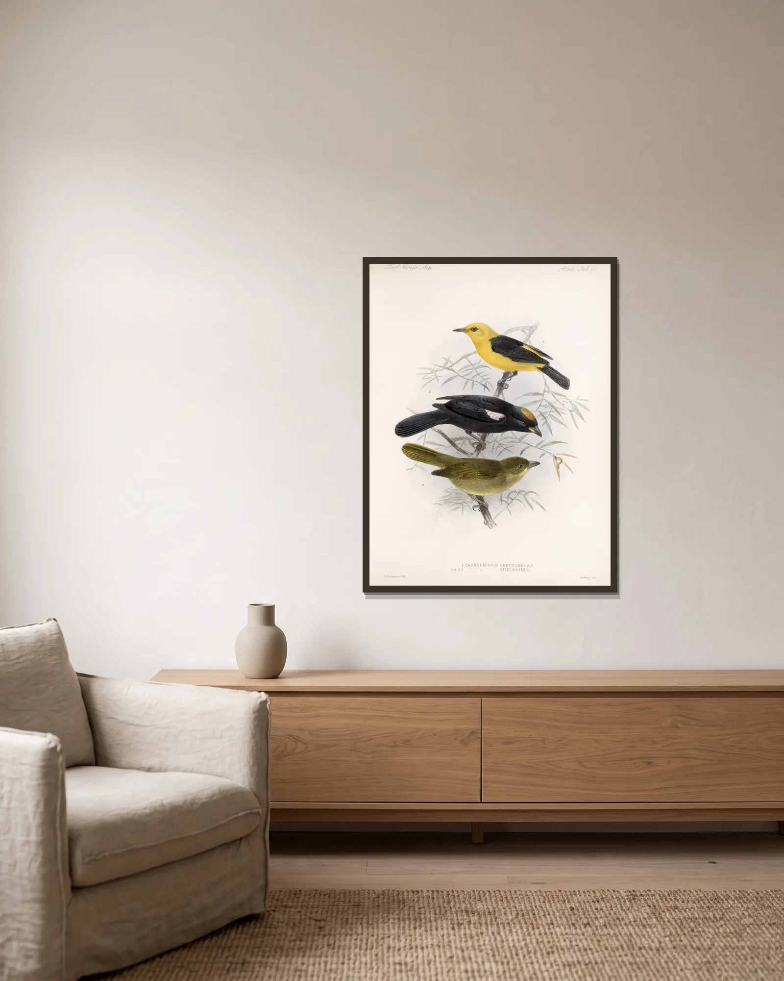 Aves Pl 22 av Frederick DuCane Godman inramad på en vägg