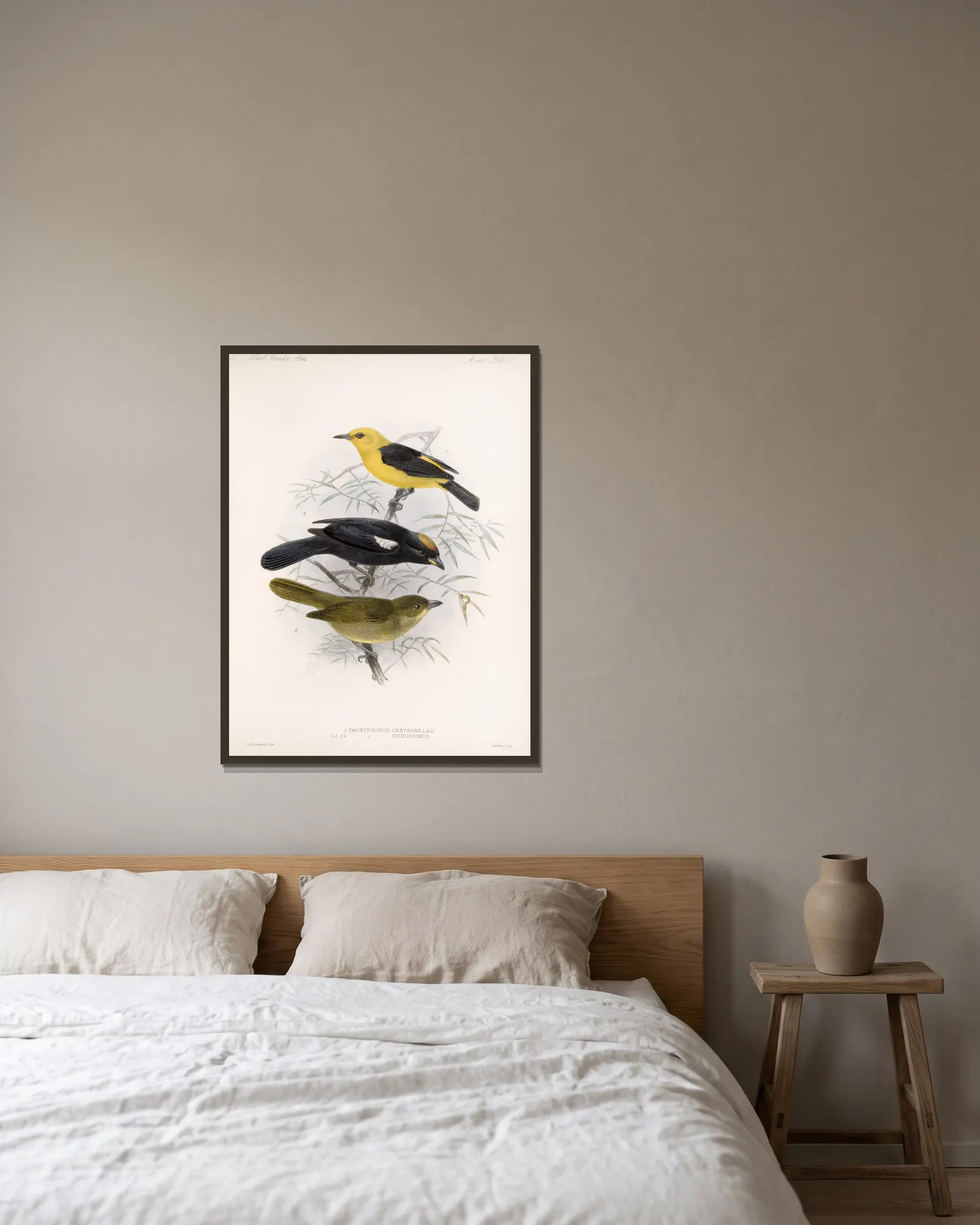 Aves Pl 22 av Frederick DuCane Godman inramad på en vägg