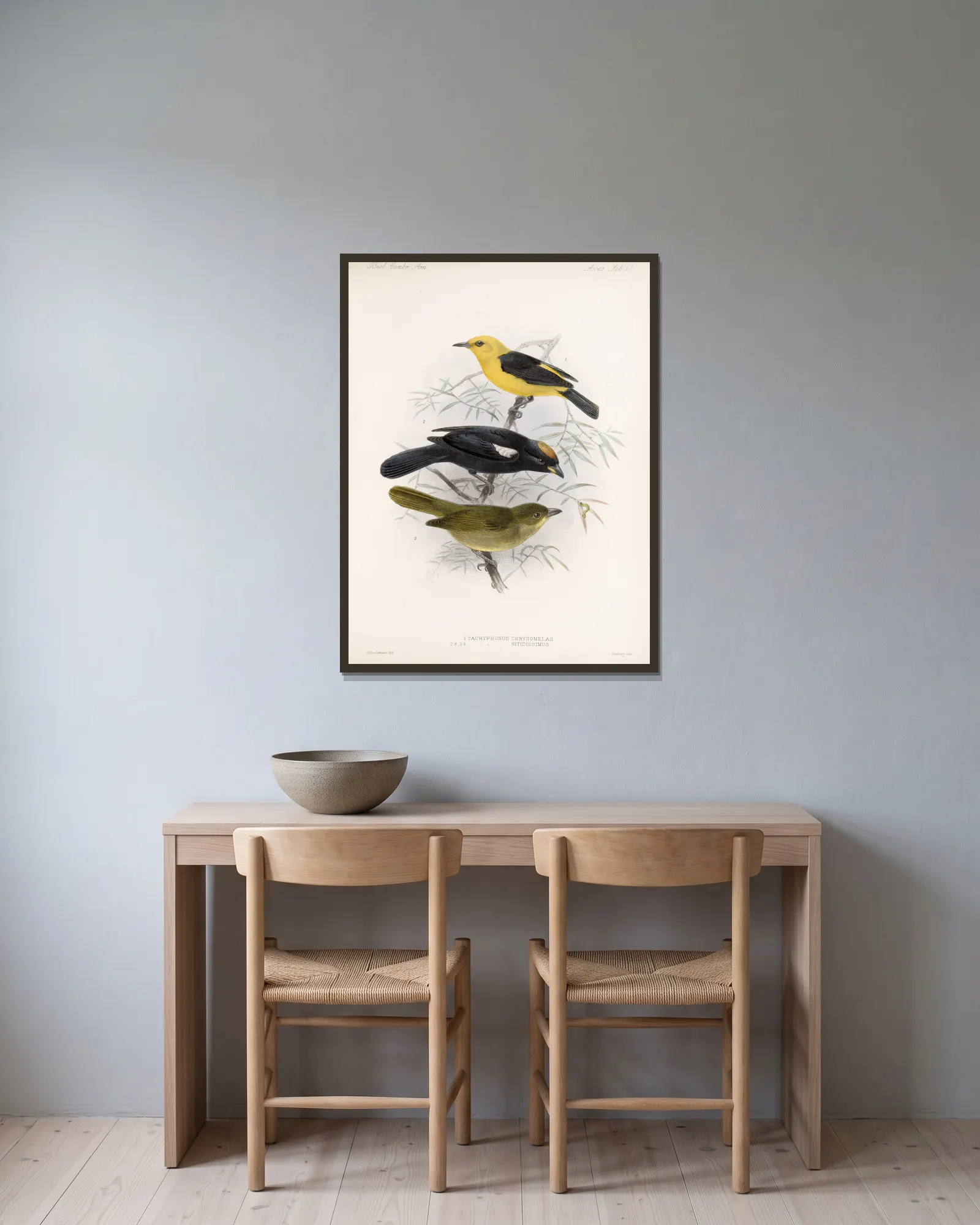 Aves Pl 22 av Frederick DuCane Godman inramad på en vägg