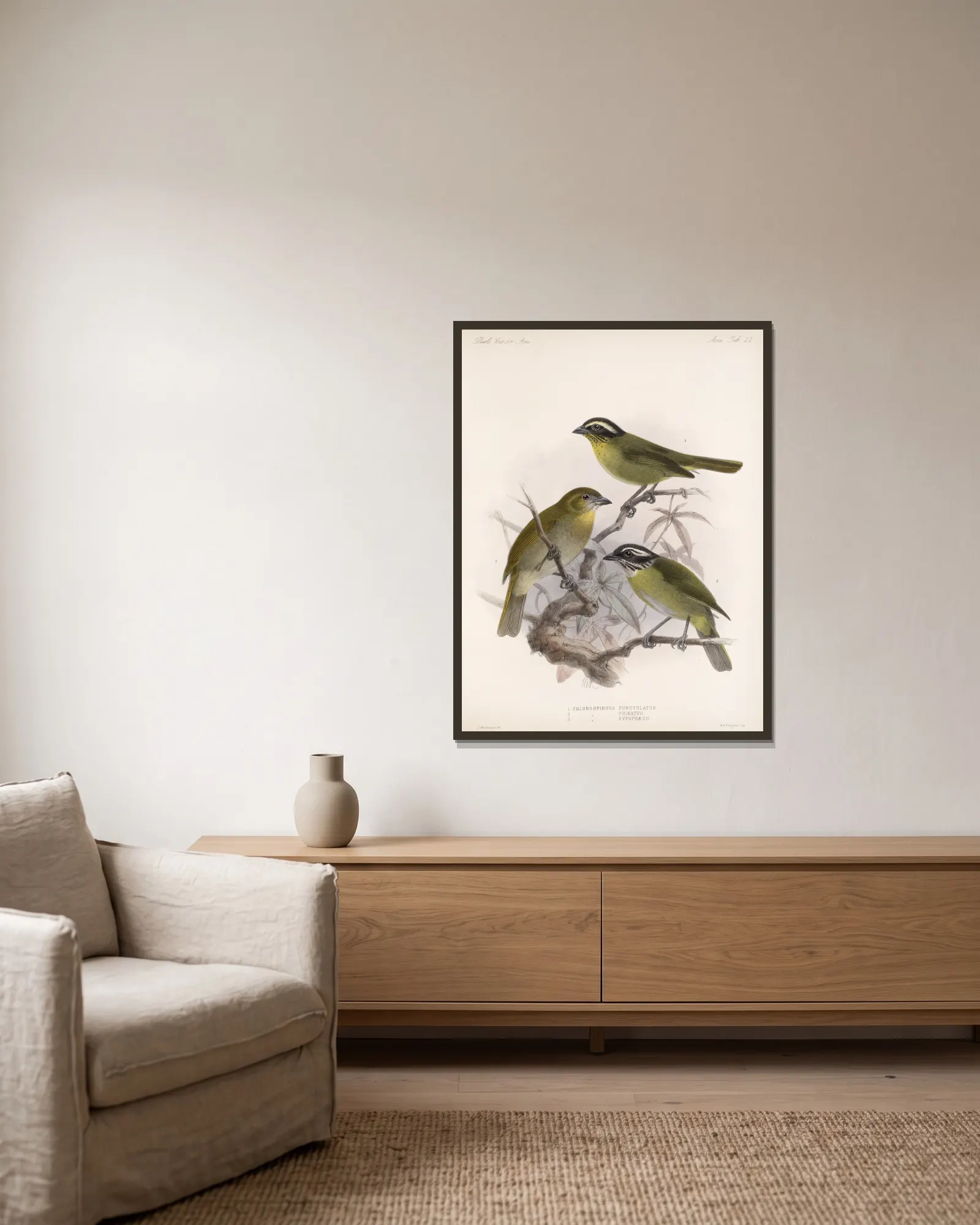 Aves Pl 23 av Frederick DuCane Godman inramad på en vägg