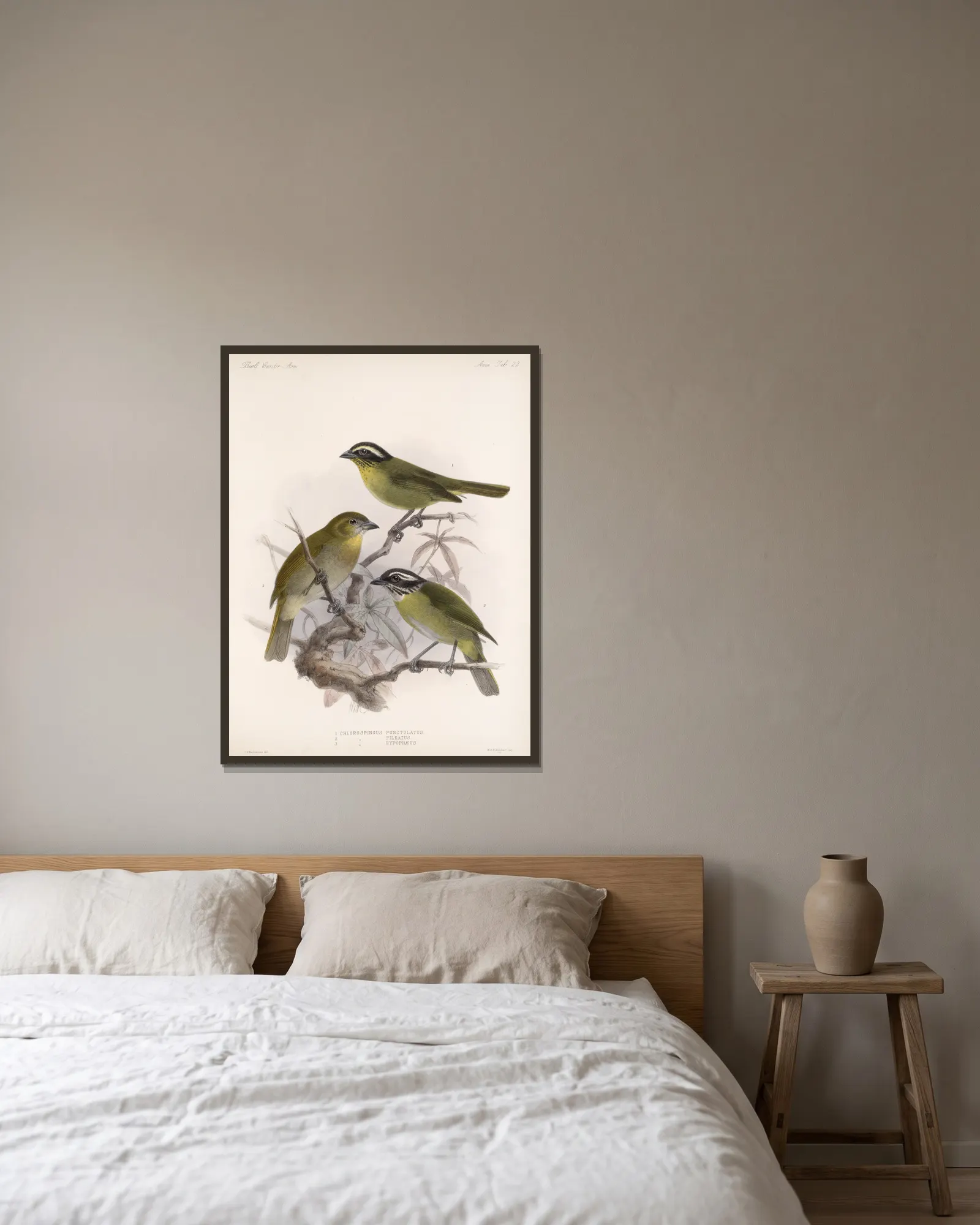 Aves Pl 23 av Frederick DuCane Godman inramad på en vägg