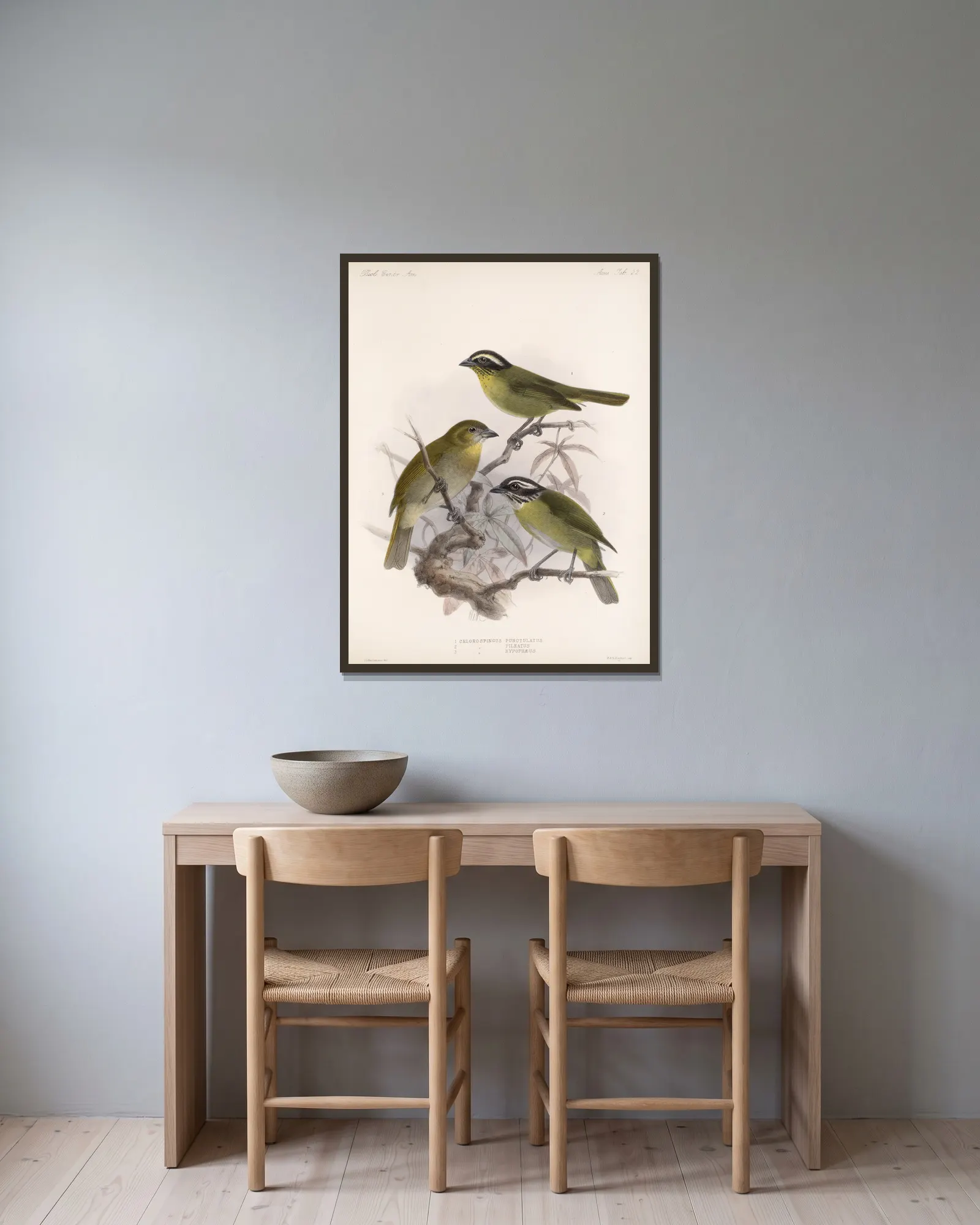 Aves Pl 23 av Frederick DuCane Godman inramad på en vägg