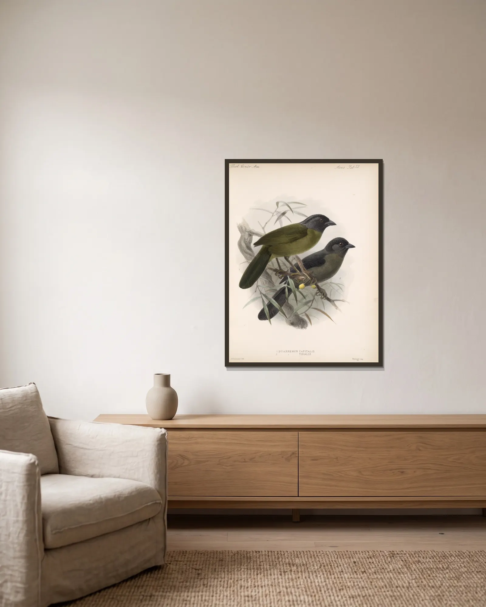 Aves Pl 24 av Frederick DuCane Godman inramad på en vägg