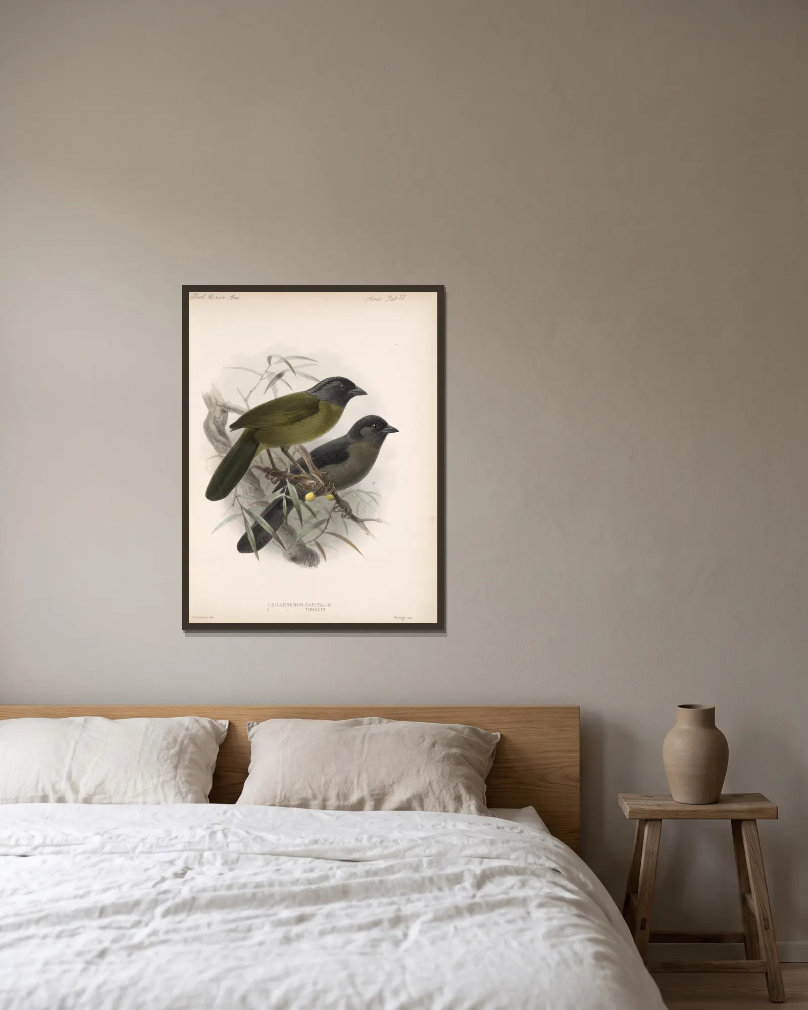 Aves Pl 24 av Frederick DuCane Godman inramad på en vägg