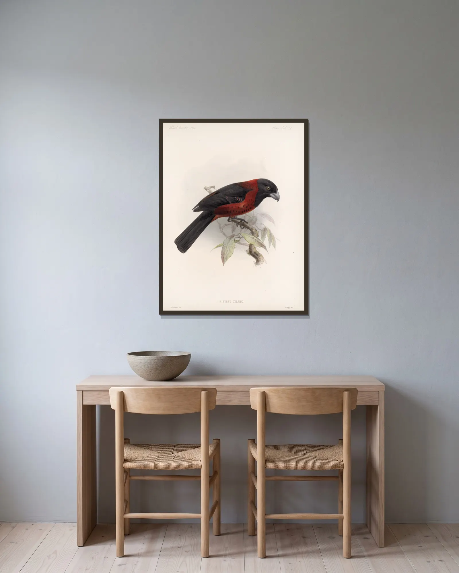 Aves Pl 25 av Frederick DuCane Godman inramad på en vägg