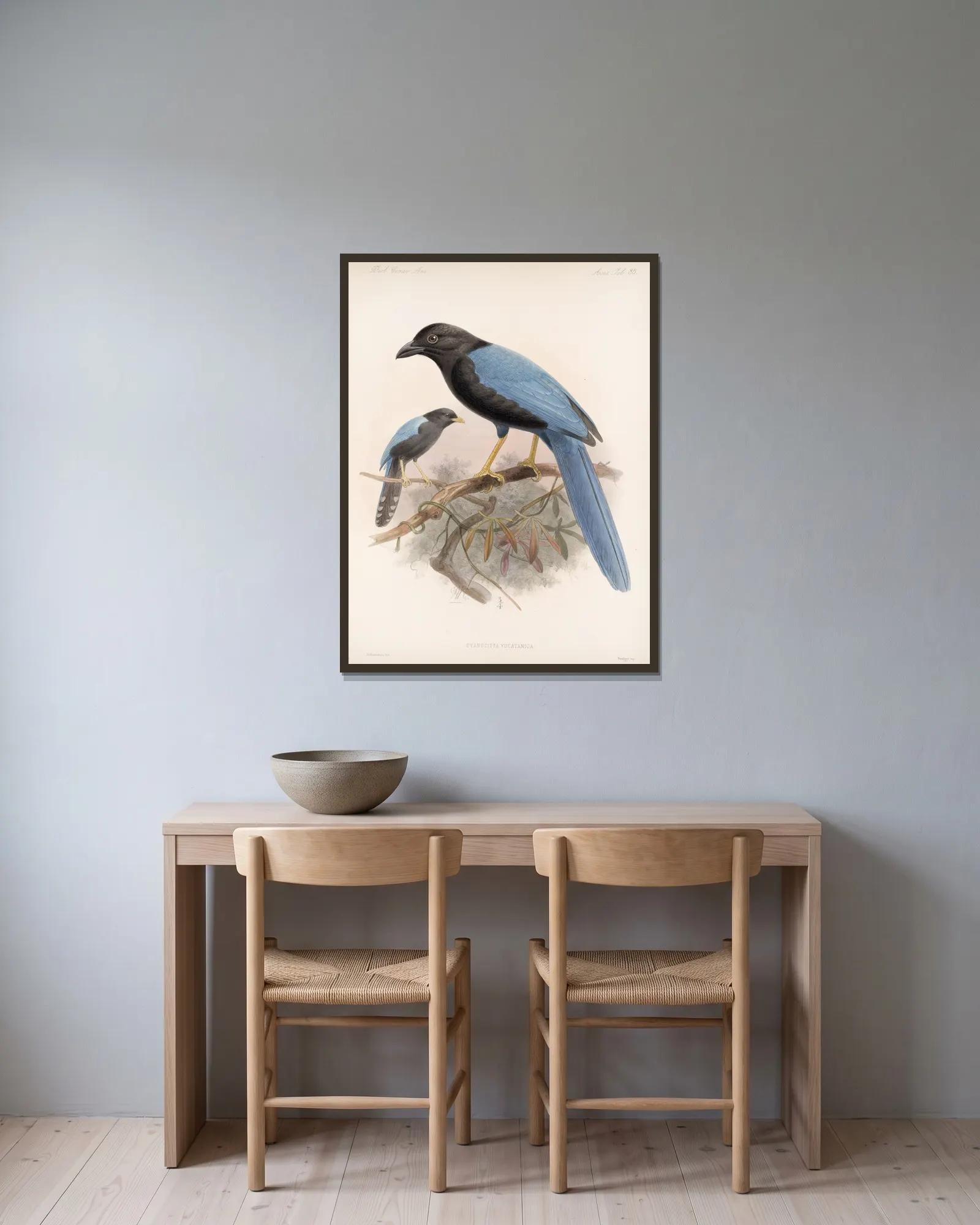 Aves Pl 36 av Frederick DuCane Godman inramad på en vägg