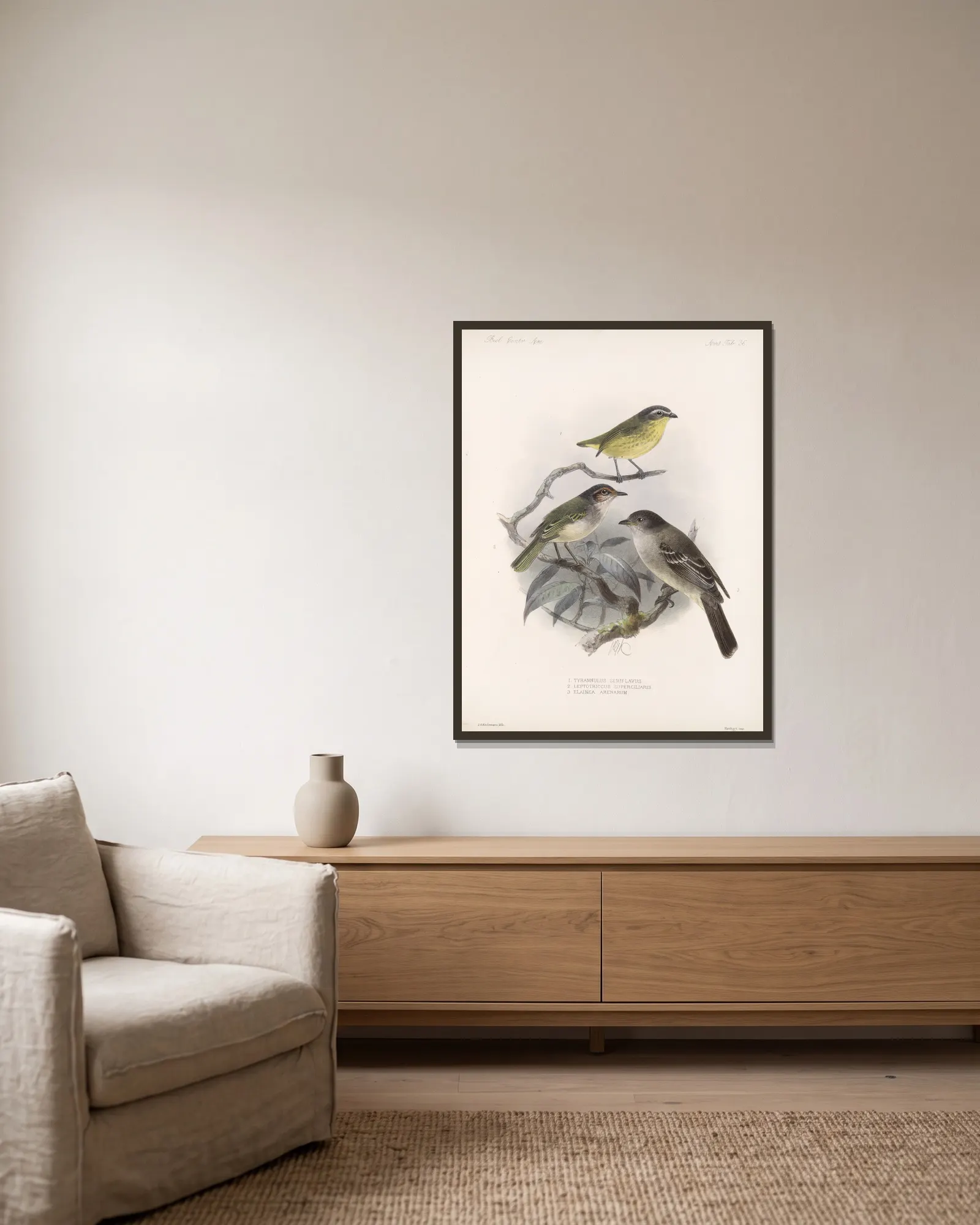 Aves Pl 37 av Frederick DuCane Godman inramad på en vägg