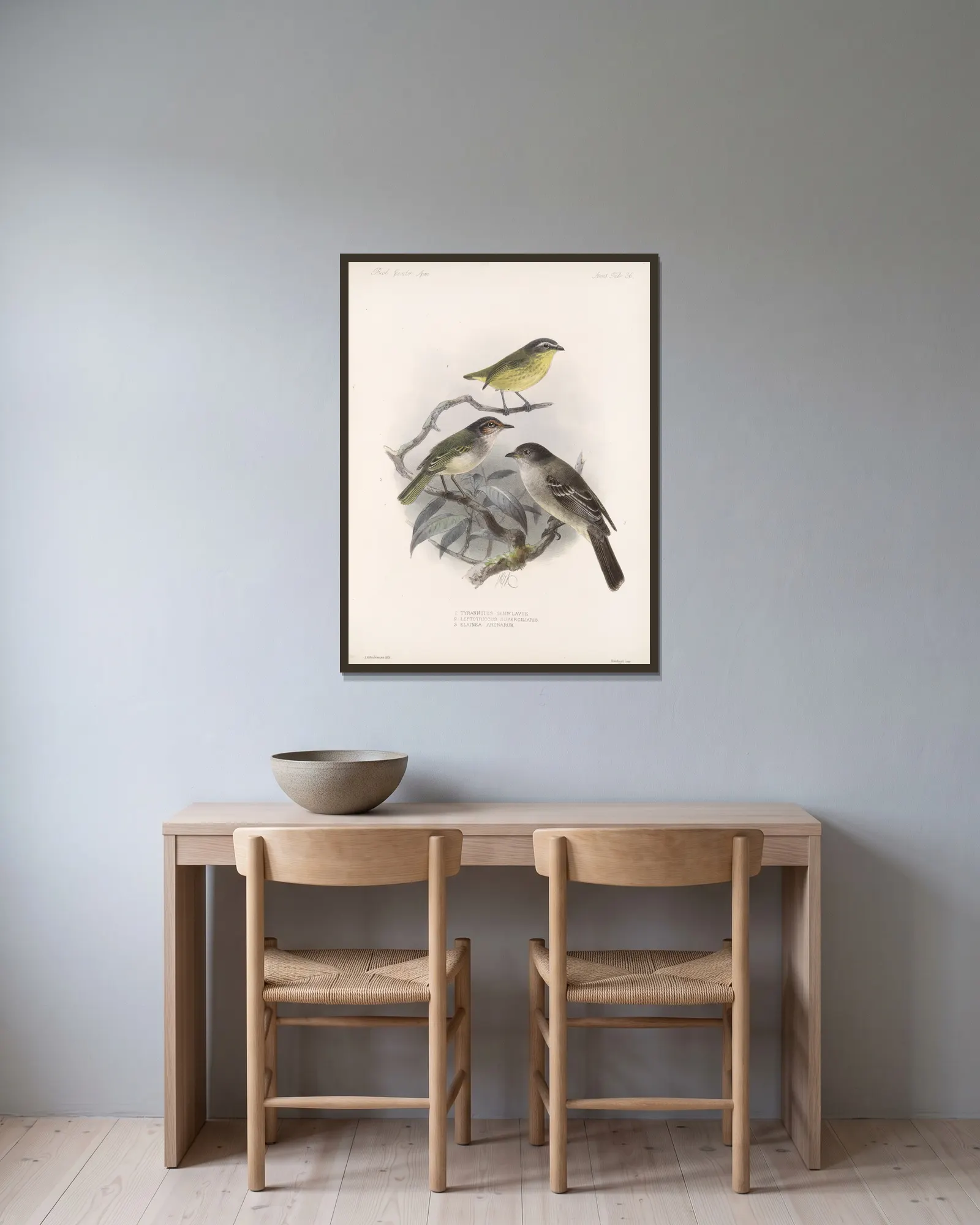Aves Pl 37 av Frederick DuCane Godman inramad på en vägg