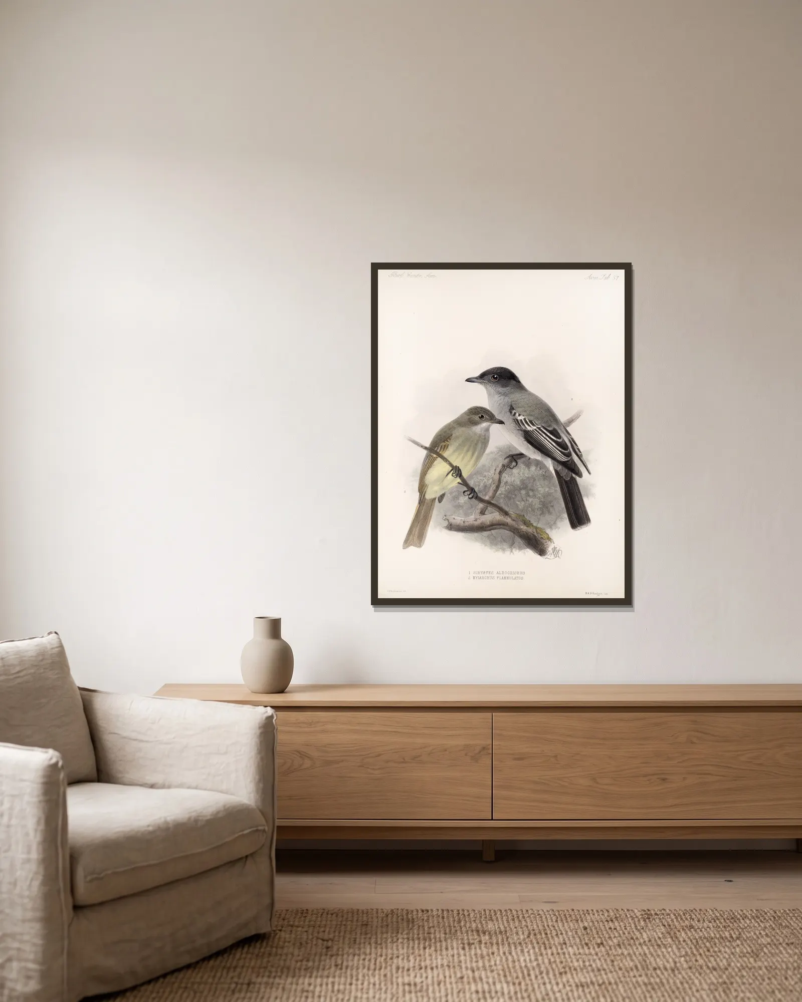 Aves Pl 38 av Frederick DuCane Godman inramad på en vägg