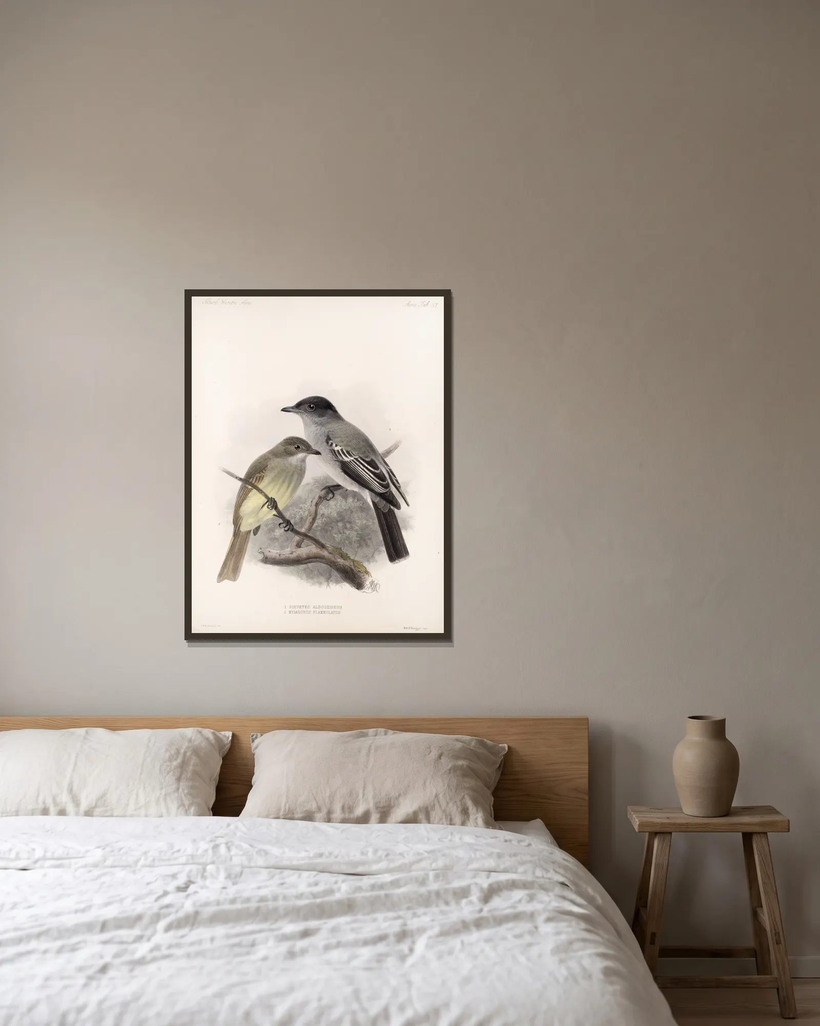 Aves Pl 38 av Frederick DuCane Godman inramad på en vägg