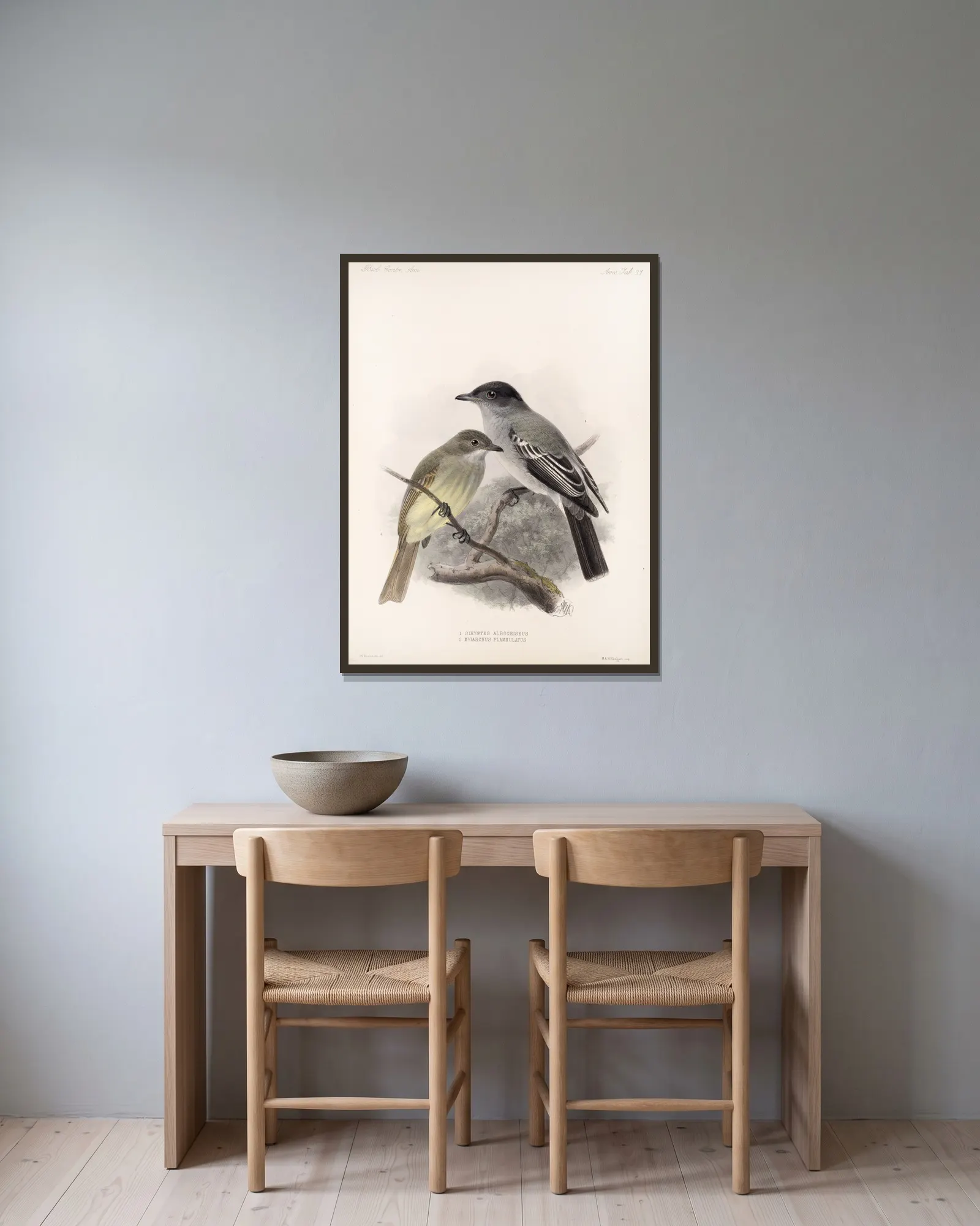 Aves Pl 38 av Frederick DuCane Godman inramad på en vägg
