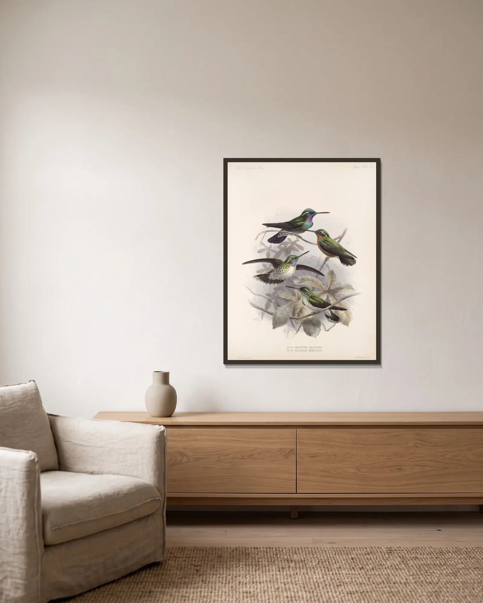 Aves Pl 55 av Frederick DuCane Godman inramad på en vägg