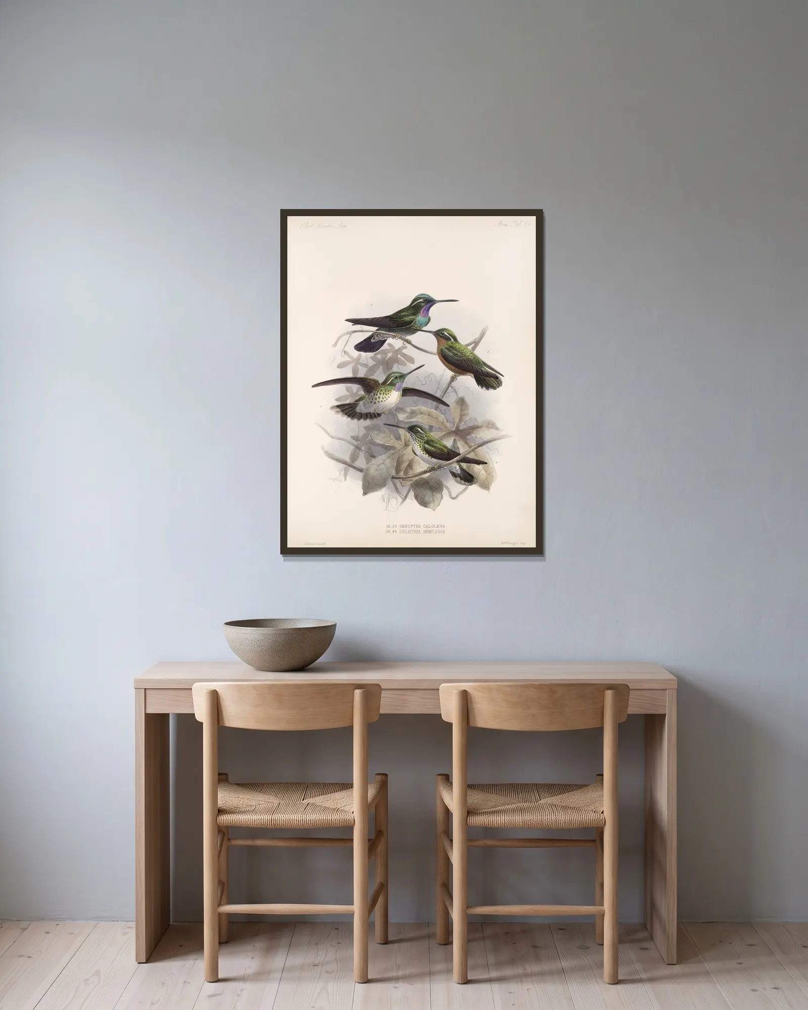 Aves Pl 55 av Frederick DuCane Godman inramad på en vägg