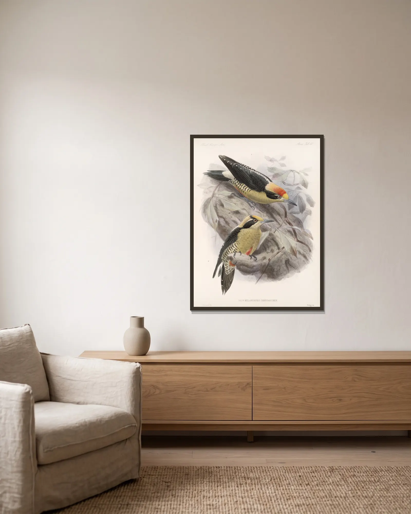 Aves Pl 65 av Frederick DuCane Godman inramad på en vägg