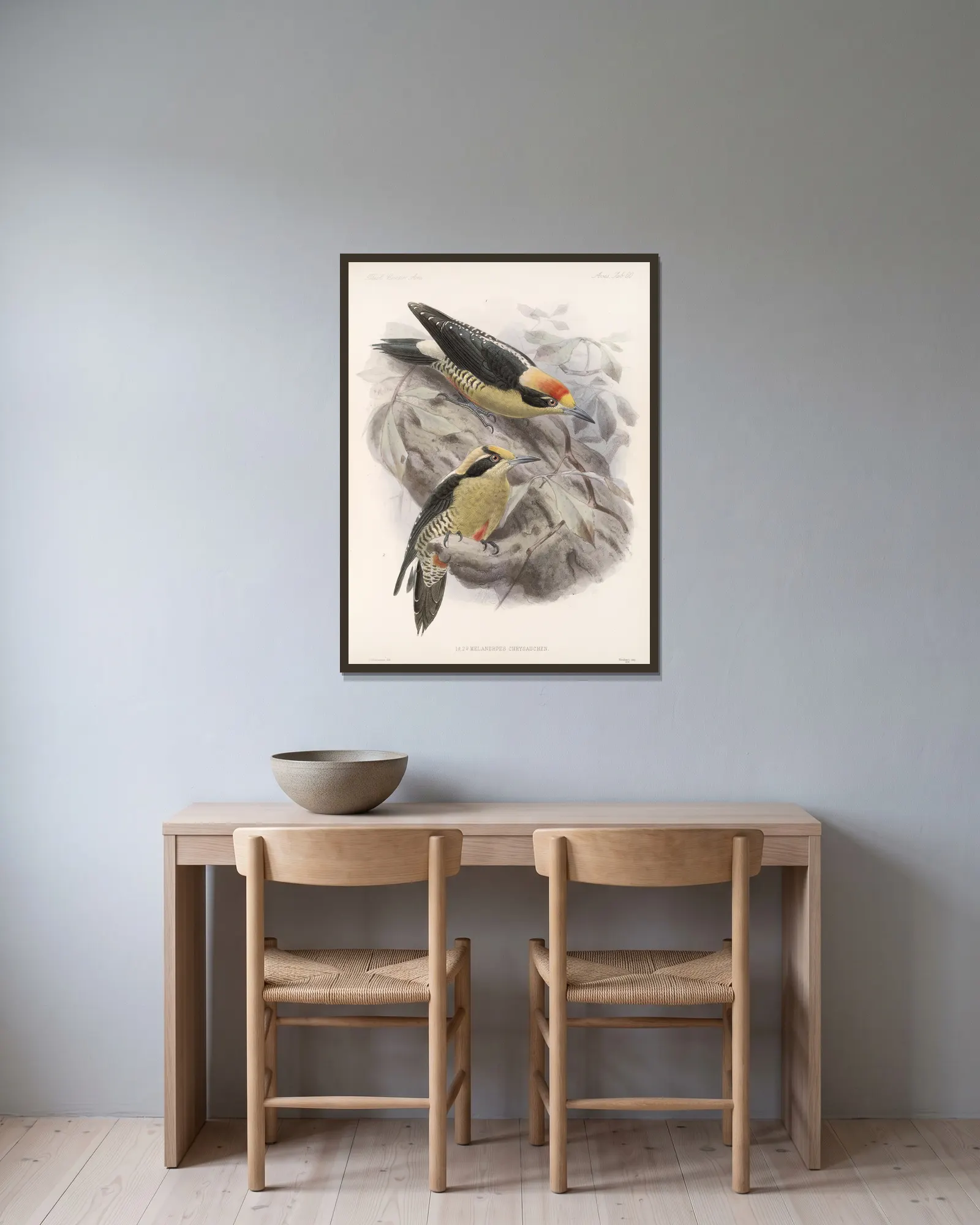 Aves Pl 65 av Frederick DuCane Godman inramad på en vägg