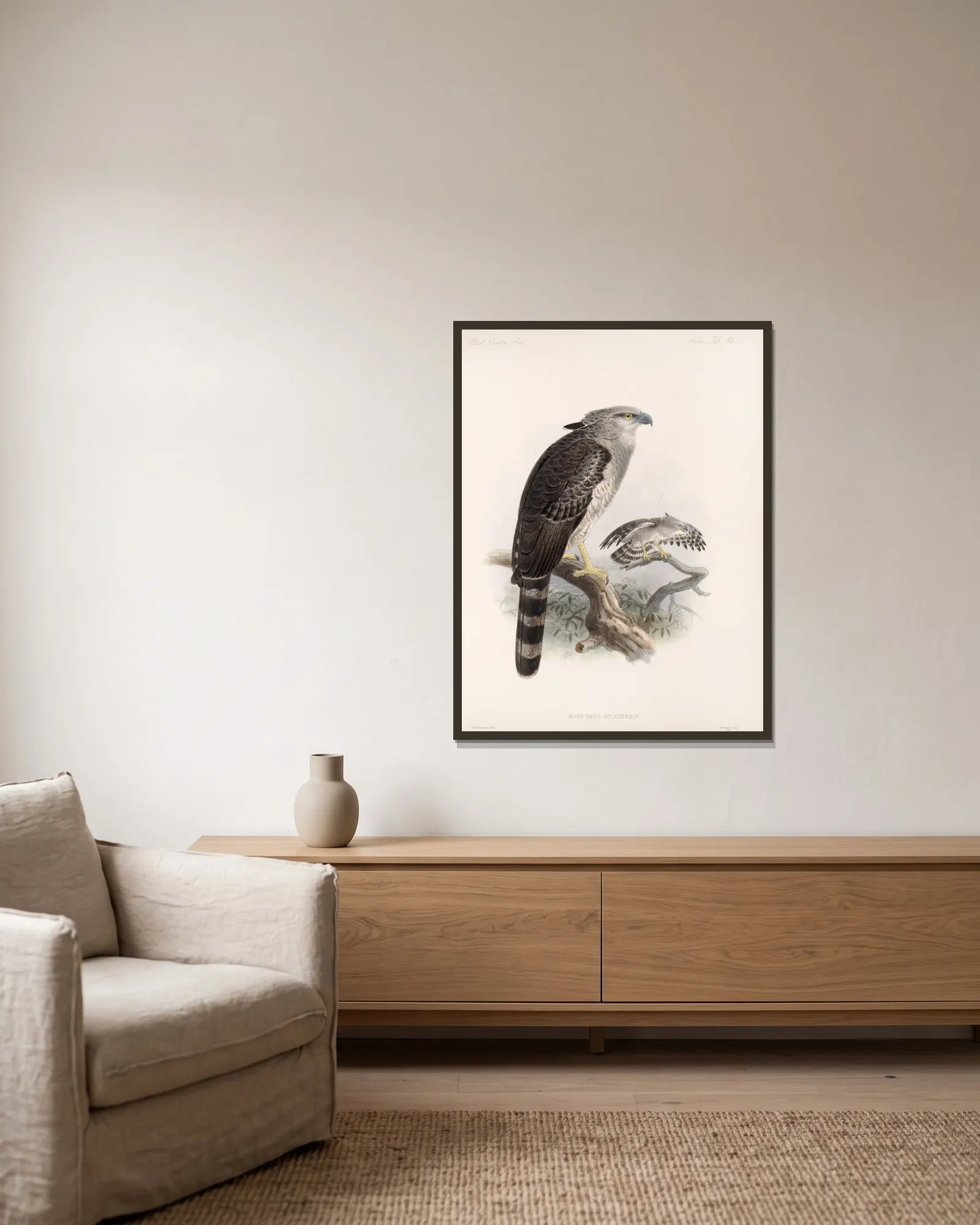 Aves Pl 68 av Frederick DuCane Godman inramad på en vägg