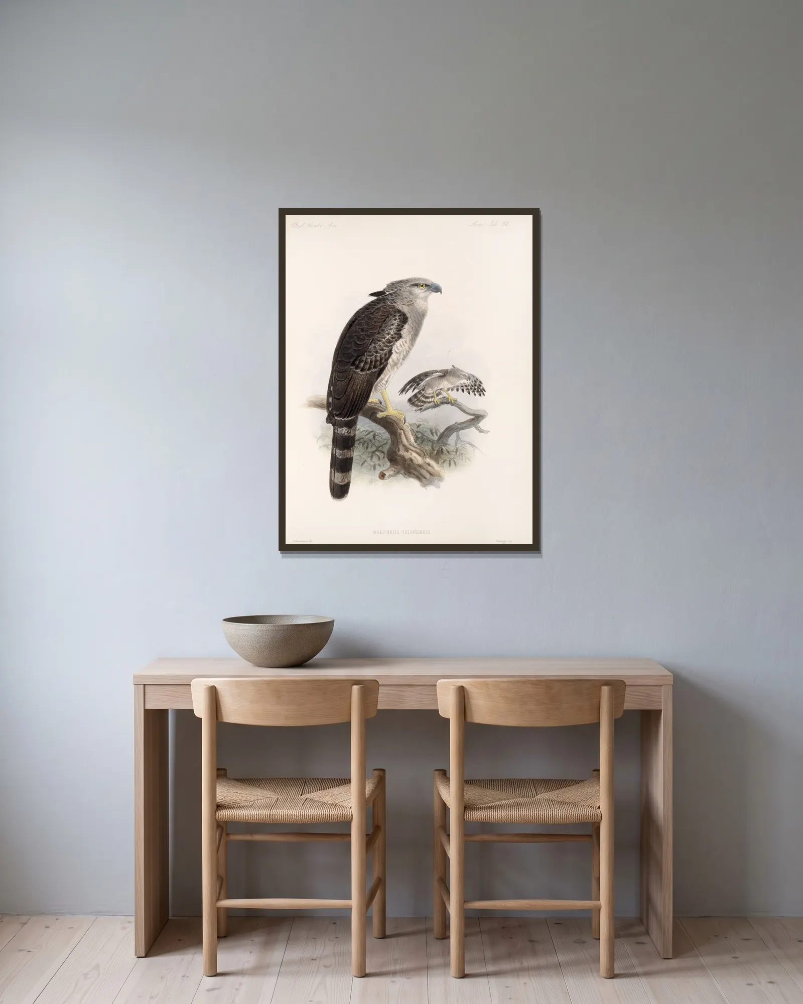 Aves Pl 68 av Frederick DuCane Godman inramad på en vägg
