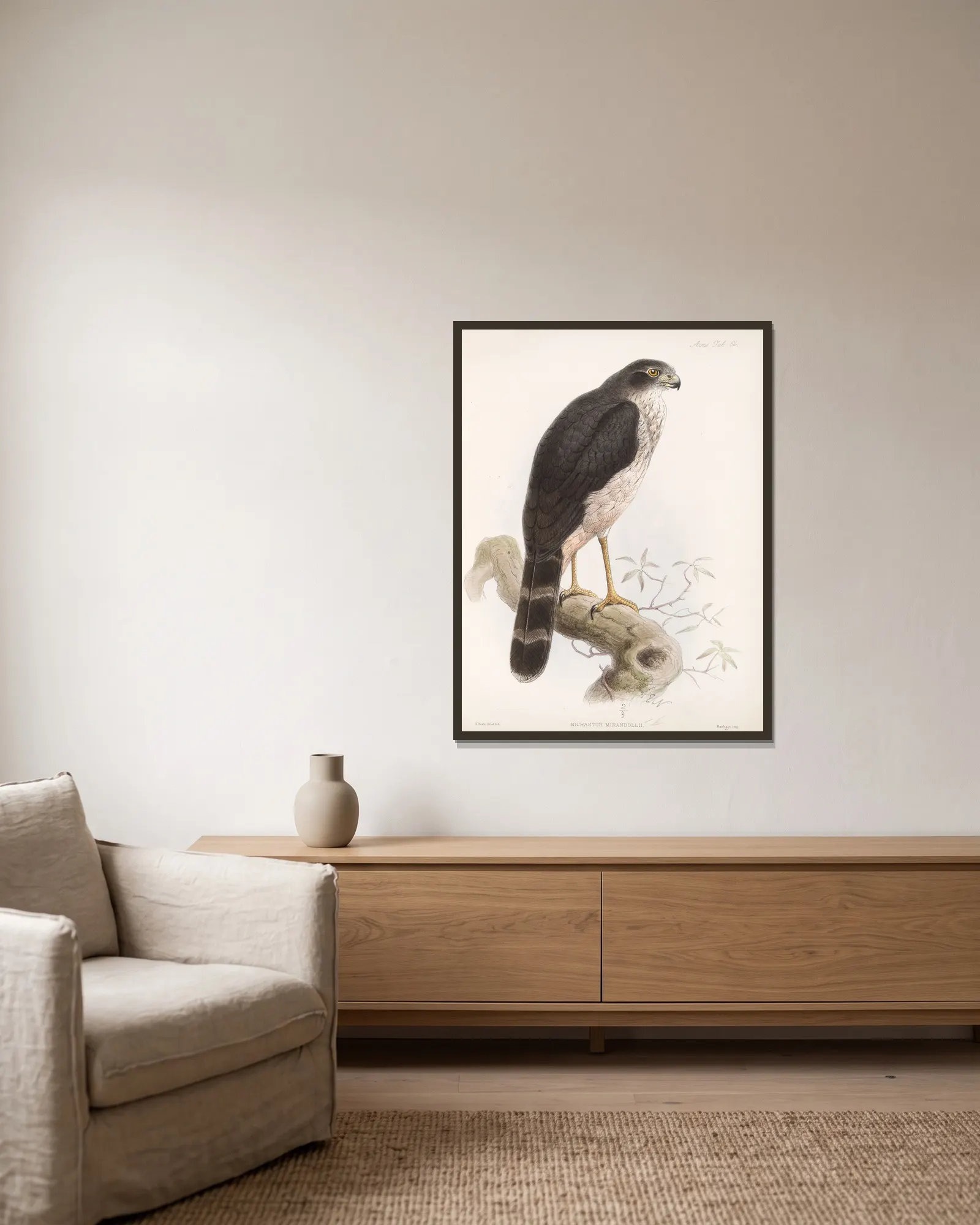Aves Pl 69 av Frederick DuCane Godman inramad på en vägg