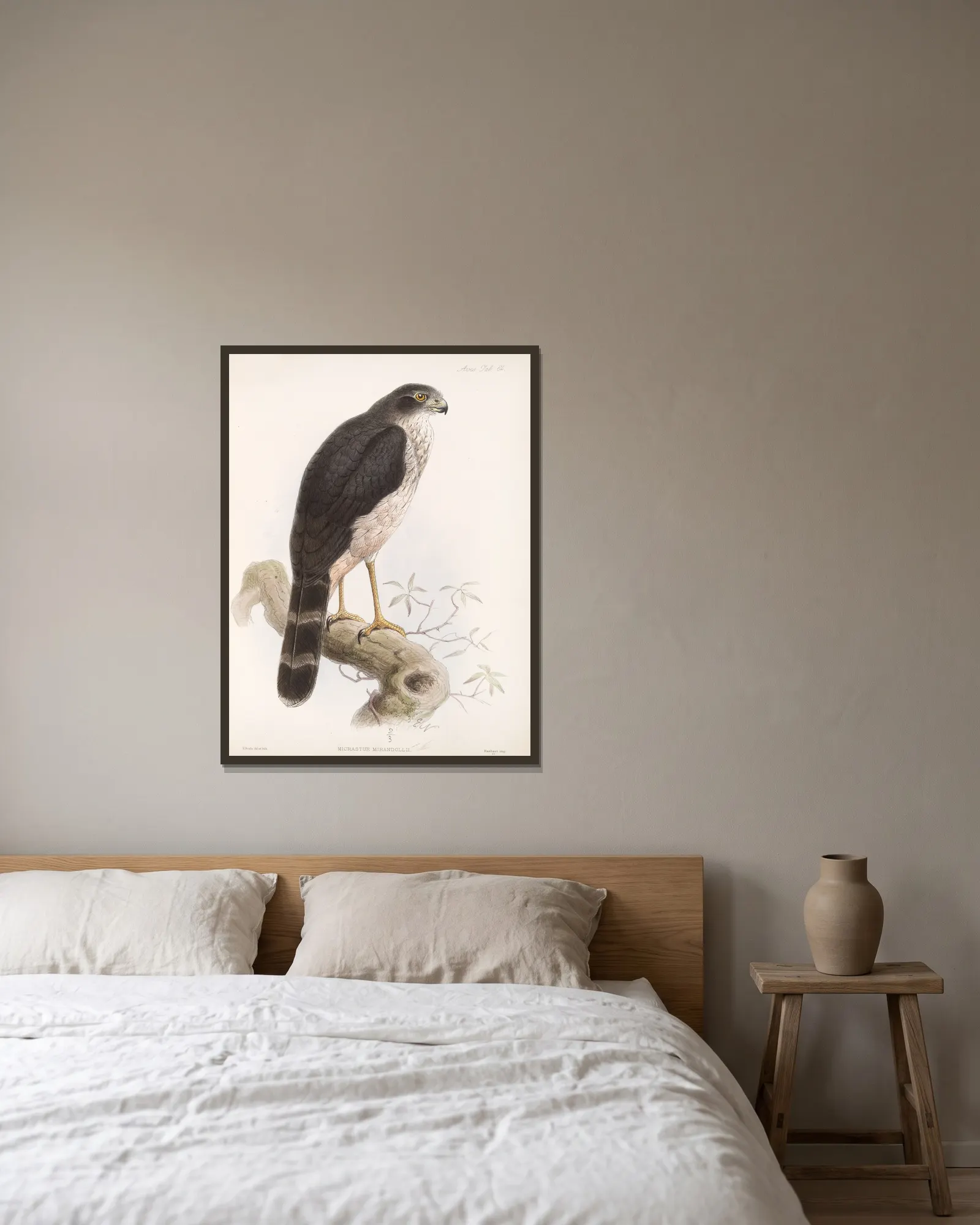 Aves Pl 69 av Frederick DuCane Godman inramad på en vägg